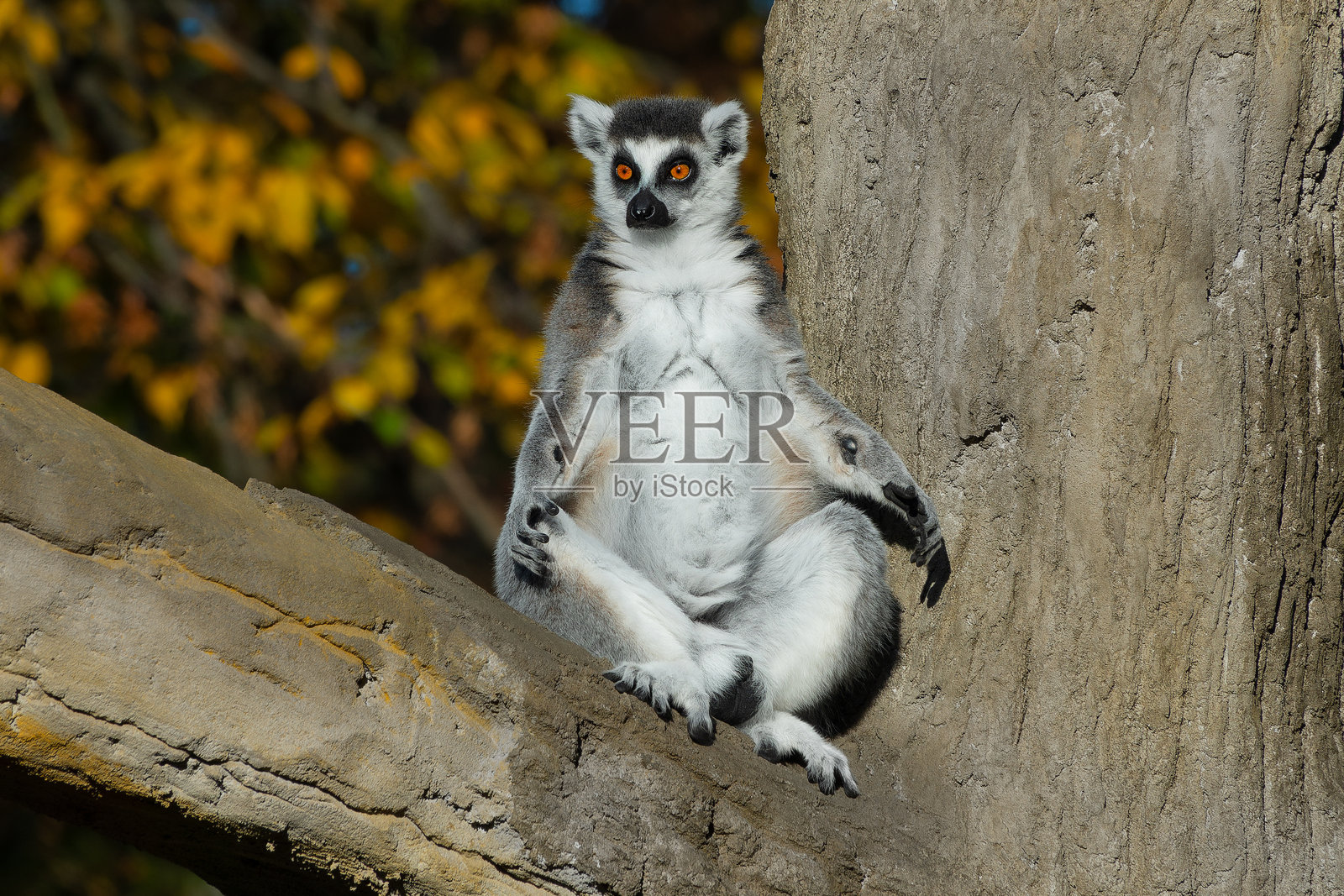 狐猴坐在树上，享受秋日的阳光。照片摄影图片