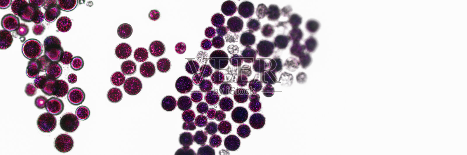 益生菌，乳酸菌。藻类，细菌和微生物。微观益生菌，细菌群落照片摄影图片