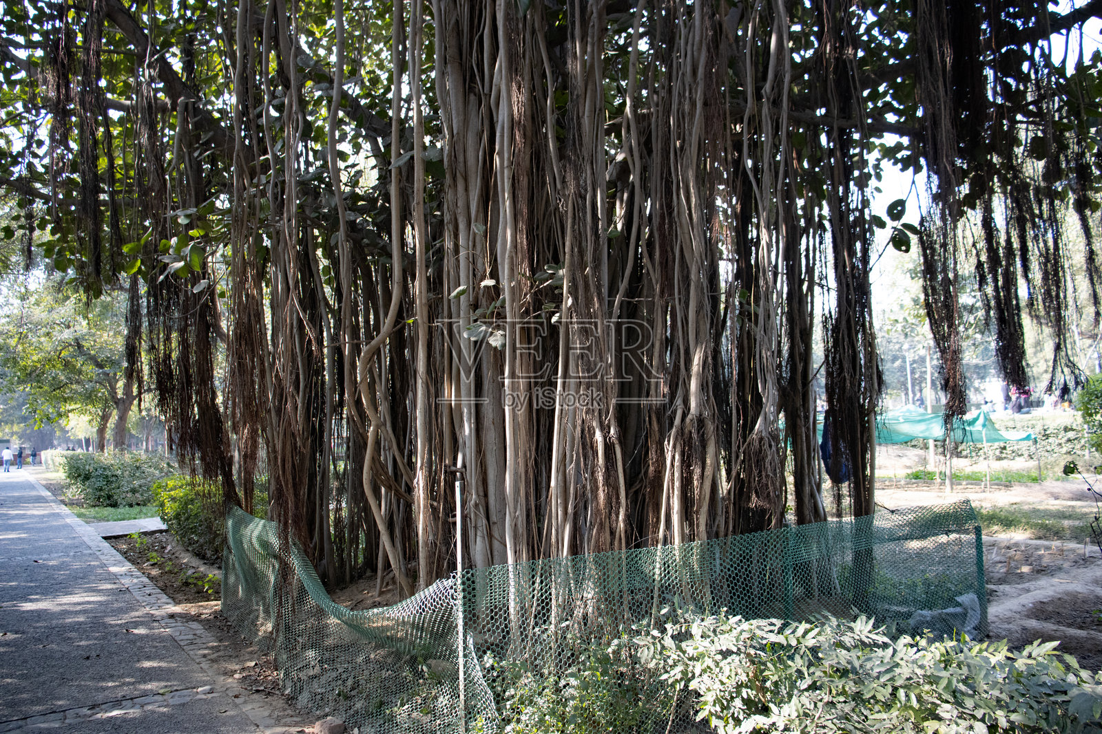 印度城市公园内生长的榕树照片摄影图片