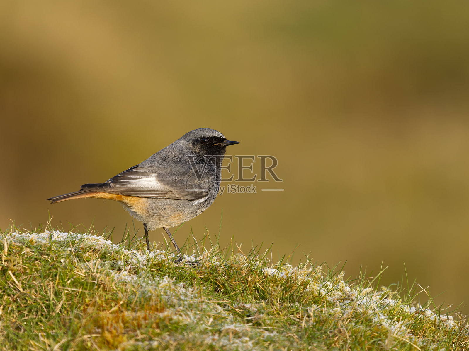 黑红尾鸲，Phoenicurus ochruros照片摄影图片