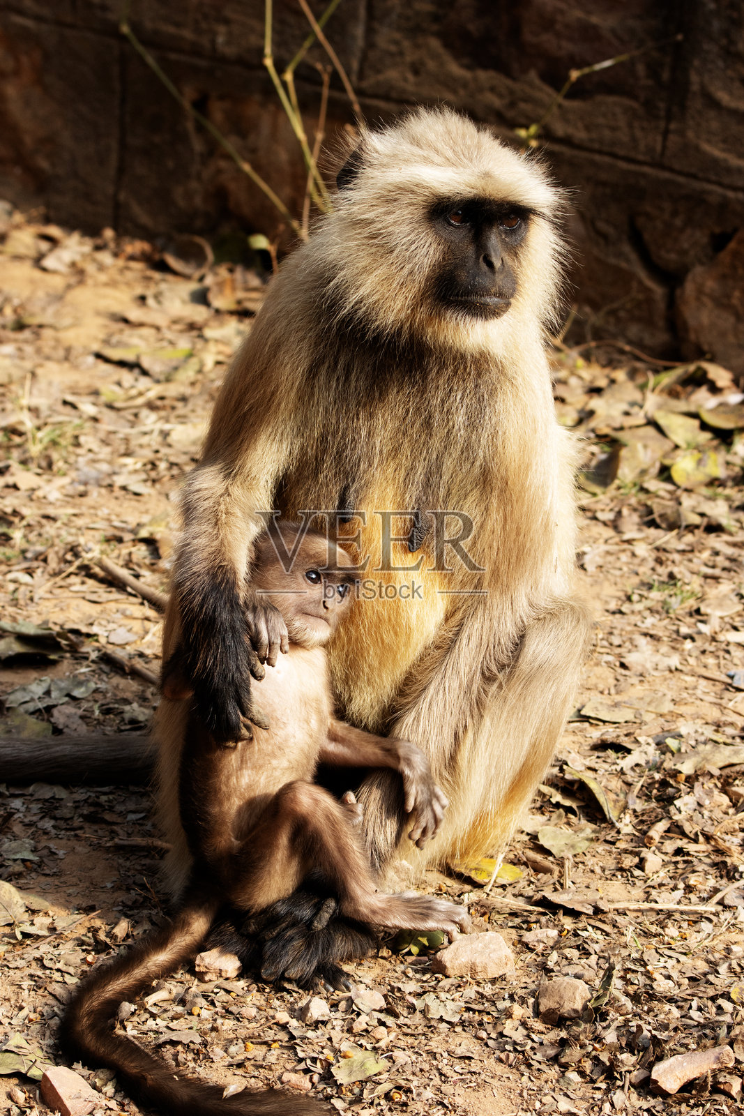 北方平原灰猕猴（Semnopithecus entellus）母子一起玩耍照片摄影图片