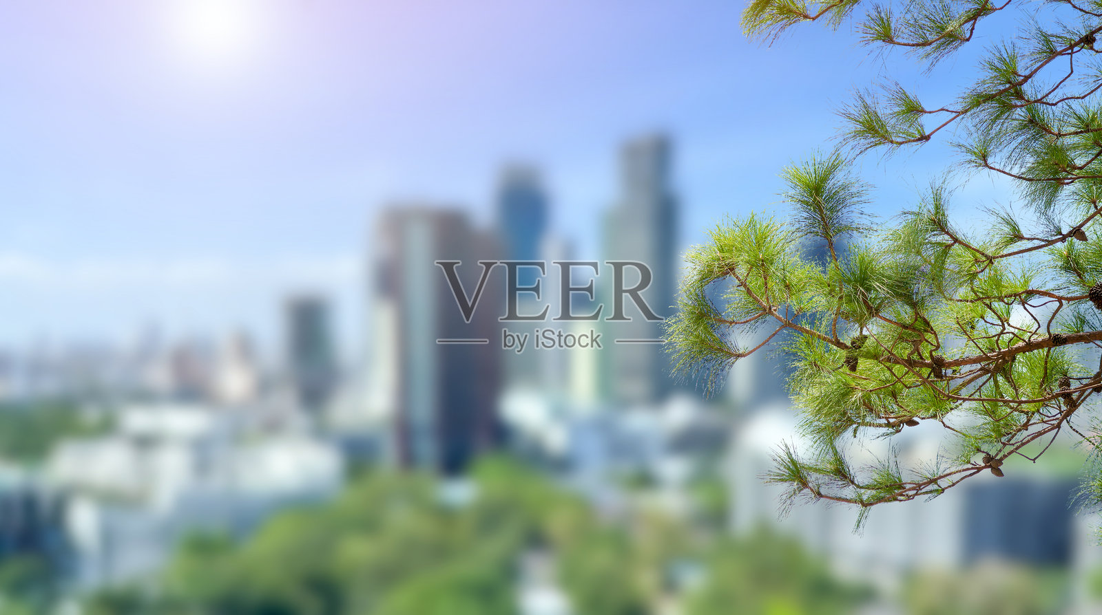 松叶与城市和蓝天背景照片摄影图片