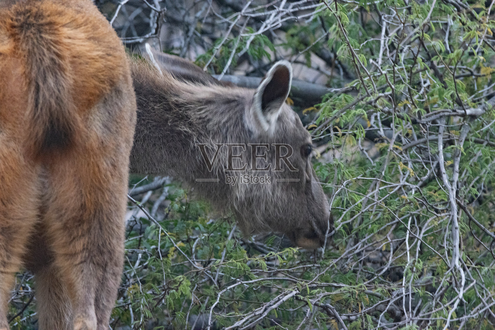 雌性印度梅花鹿（Rusa unicolor）在低矮灌木的叶子上觅食照片摄影图片