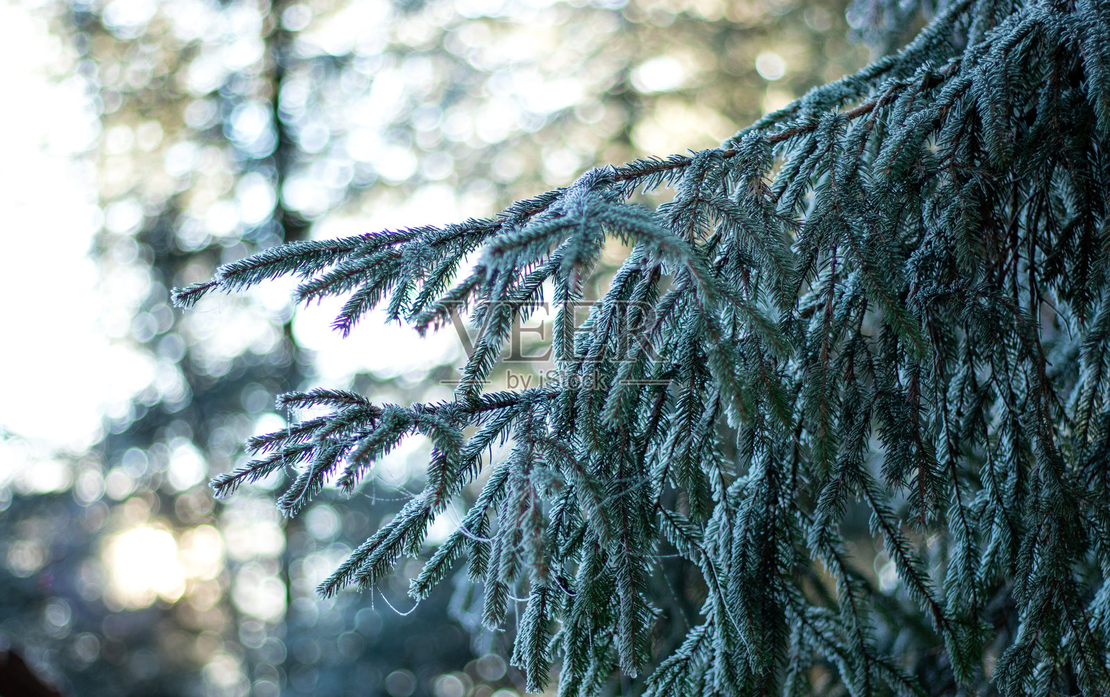 冬季被冰雪覆盖的绿色松树枝特写照片摄影图片
