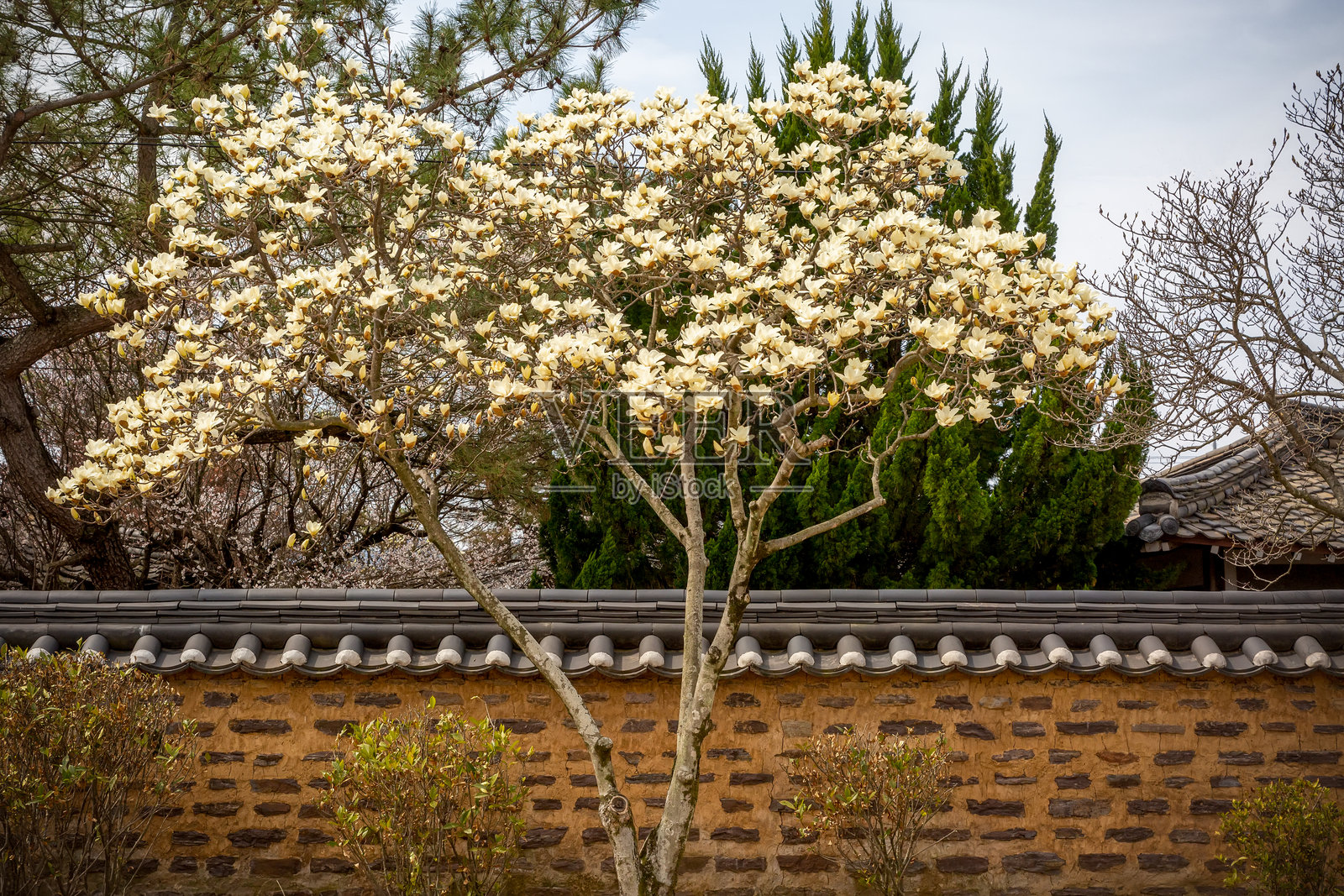 带有盛开玉兰花的韩式传统房屋与瓦片墙照片摄影图片