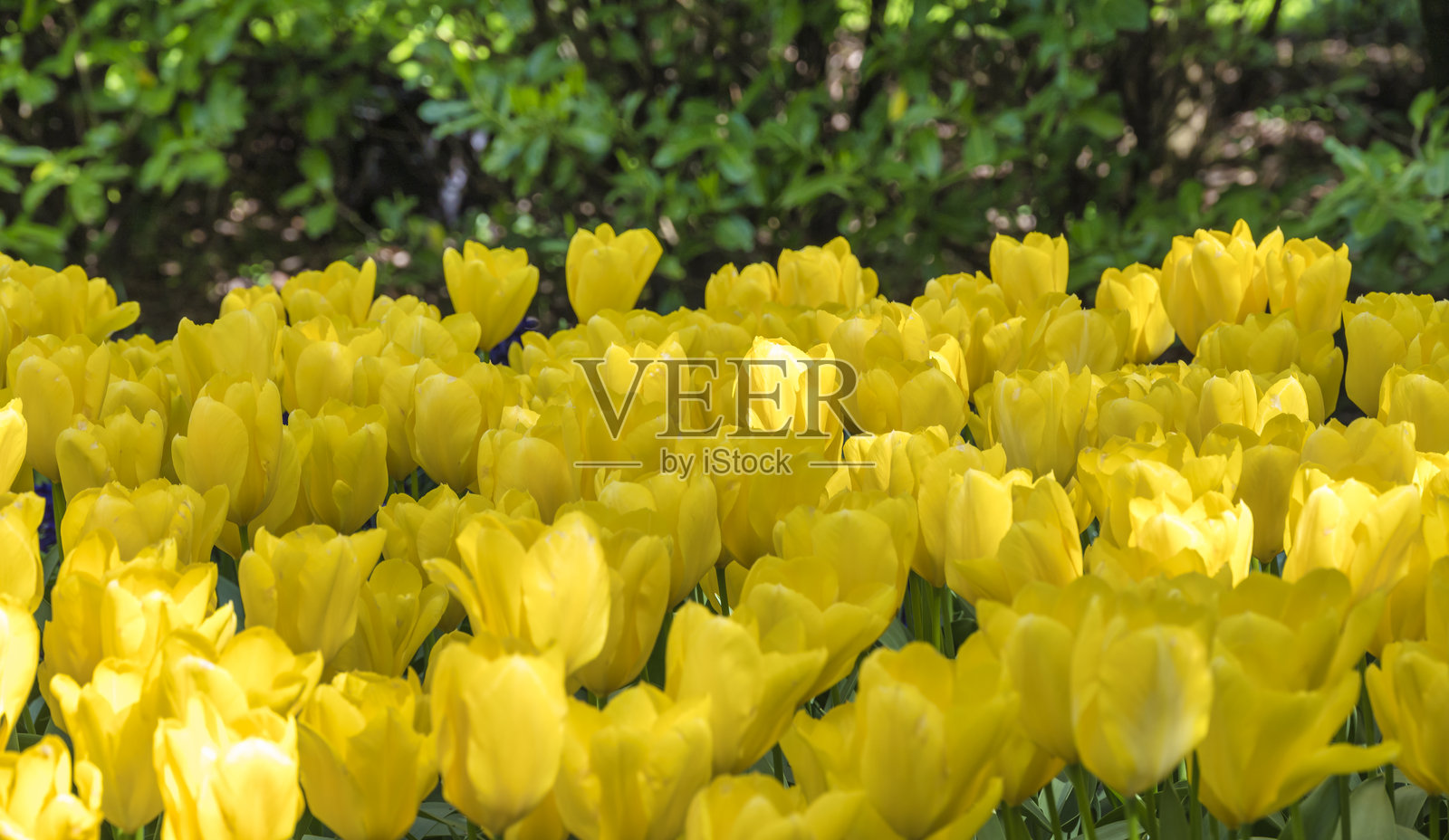 阿姆斯特丹附近的利塞花园中的春季郁金香球茎田照片摄影图片