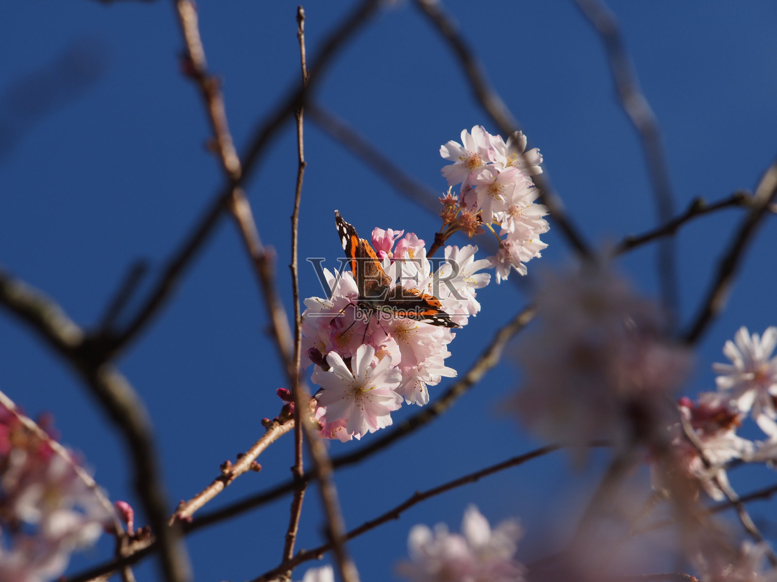 一只红女皇蝶（Vanessa atalanta）栖息在冬樱花（Prunus × subhirtella）的花枝上。德国波恩。概念：授粉，生态系统，春天照片摄影图片