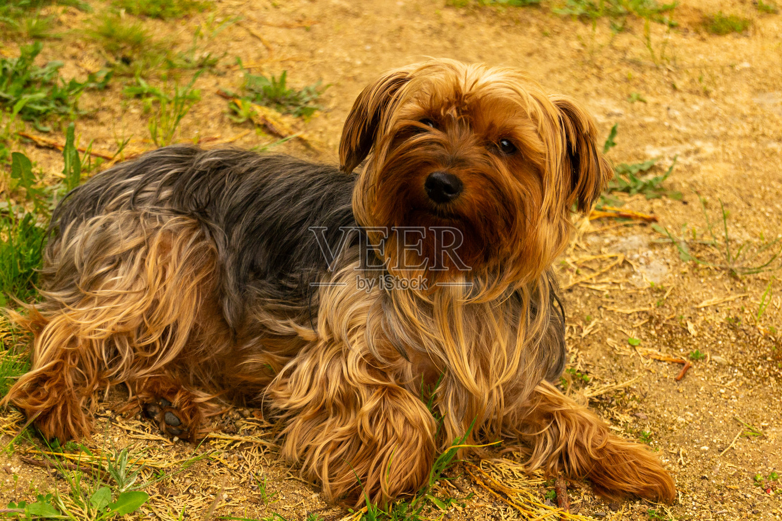 花园里的约克夏犬。照片摄影图片