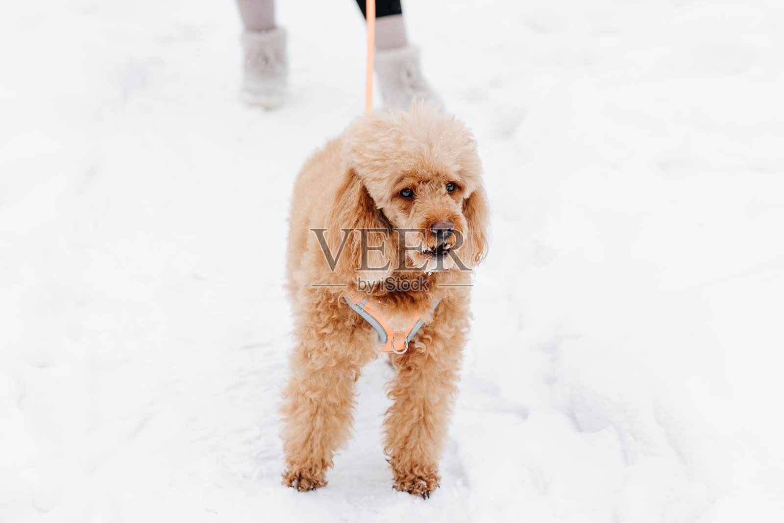 冬日白雪上的红色贵宾犬照片摄影图片