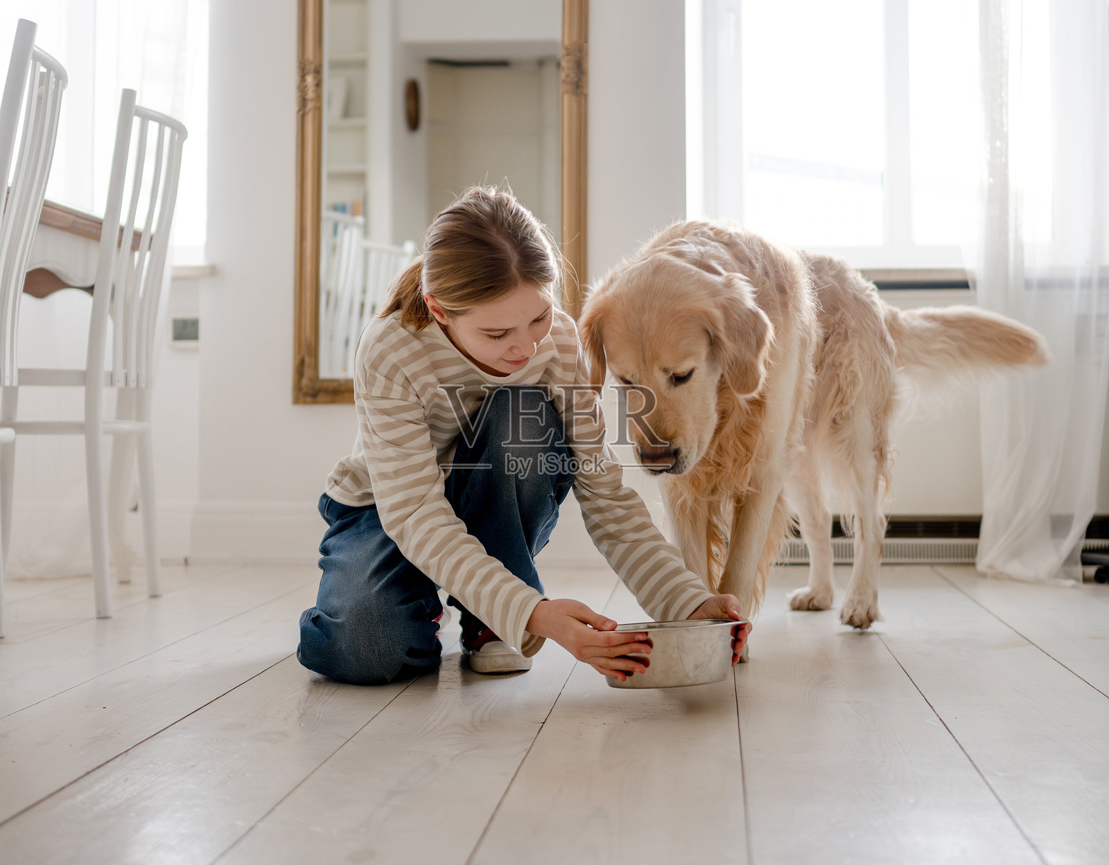 小女孩在家里抚摸喝水的金毛猎犬照片摄影图片