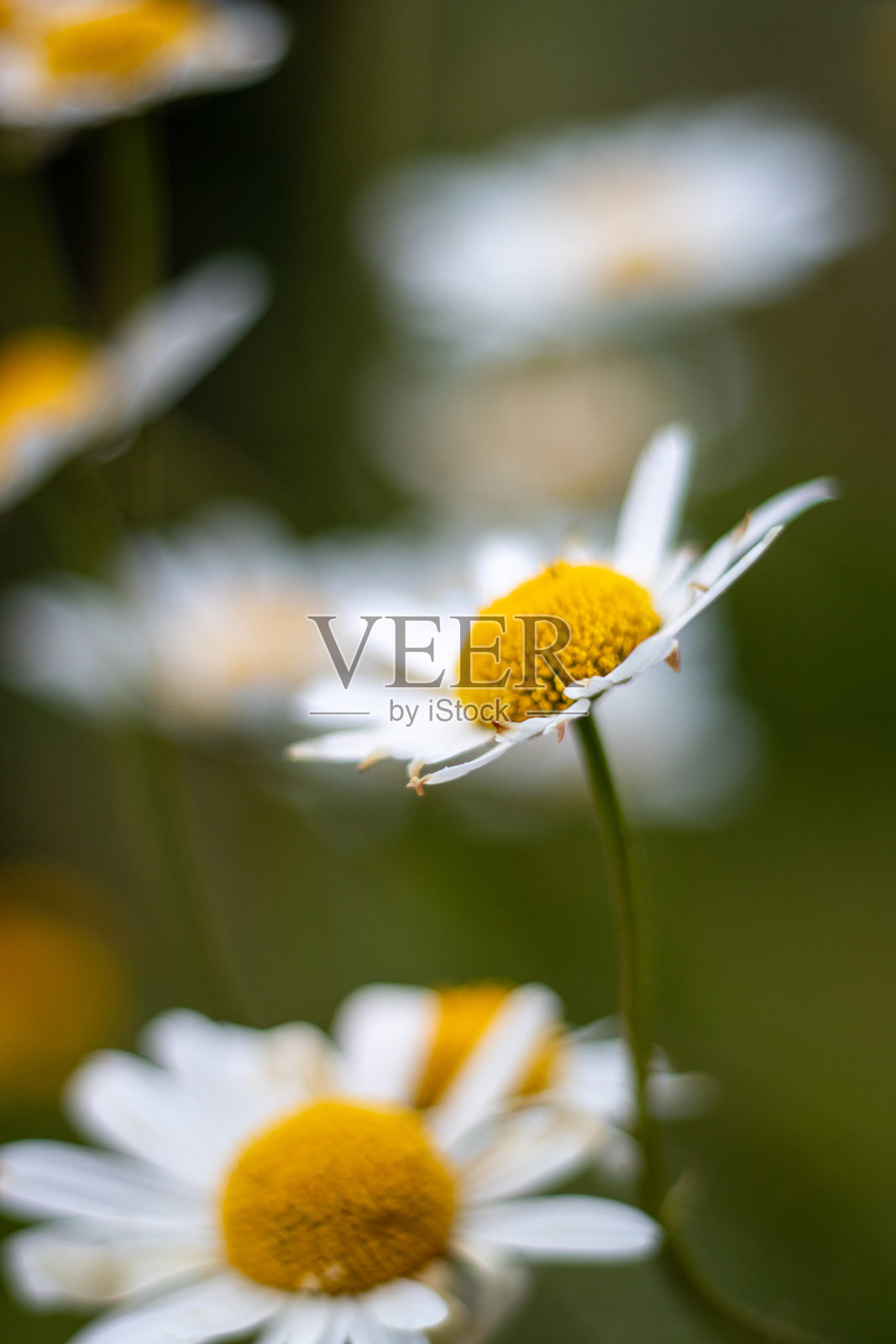 典型英式花园中孤立的黄色和白色雏菊特写照片摄影图片