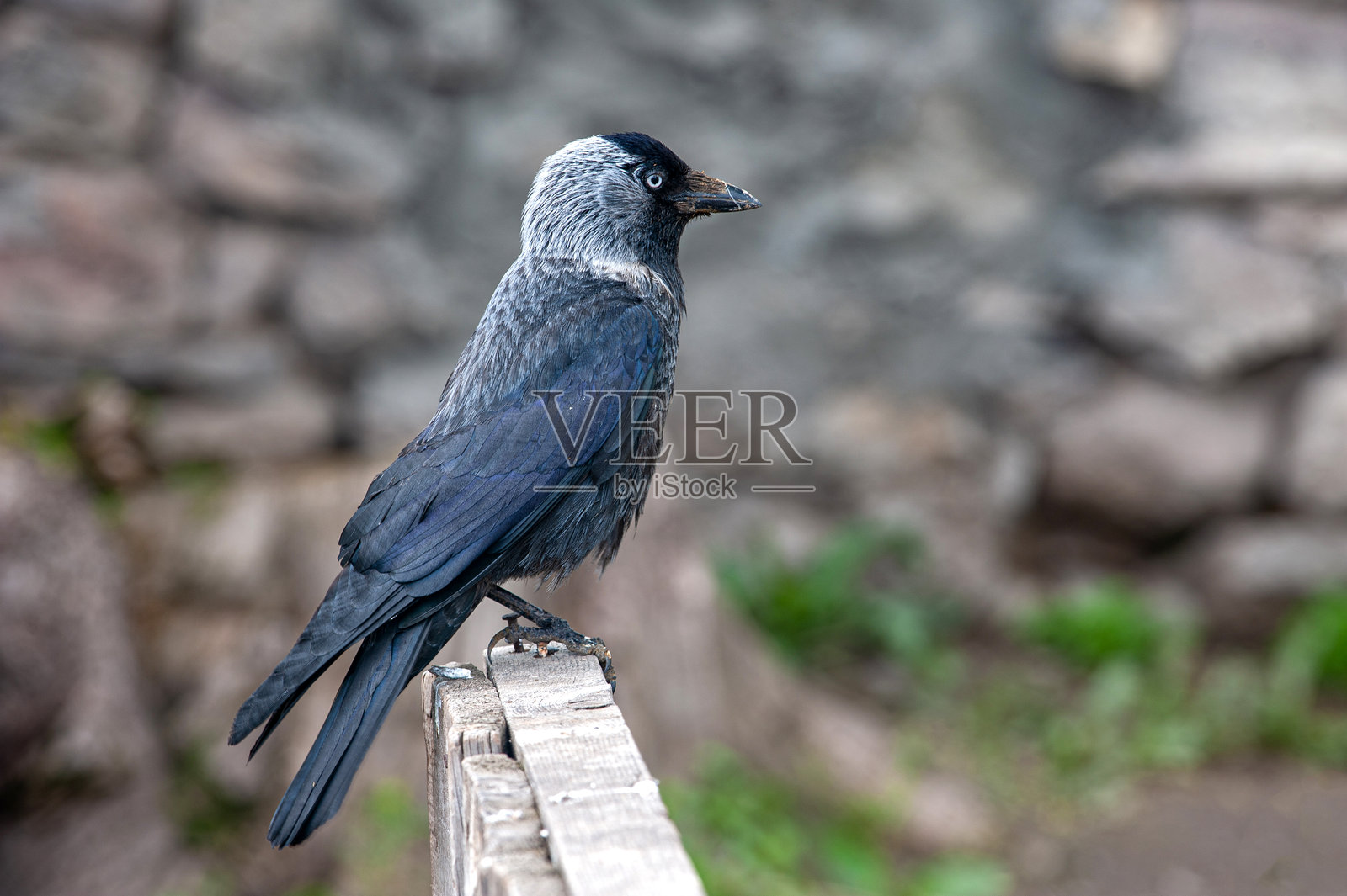 乌鸦栖息在木栅栏上照片摄影图片
