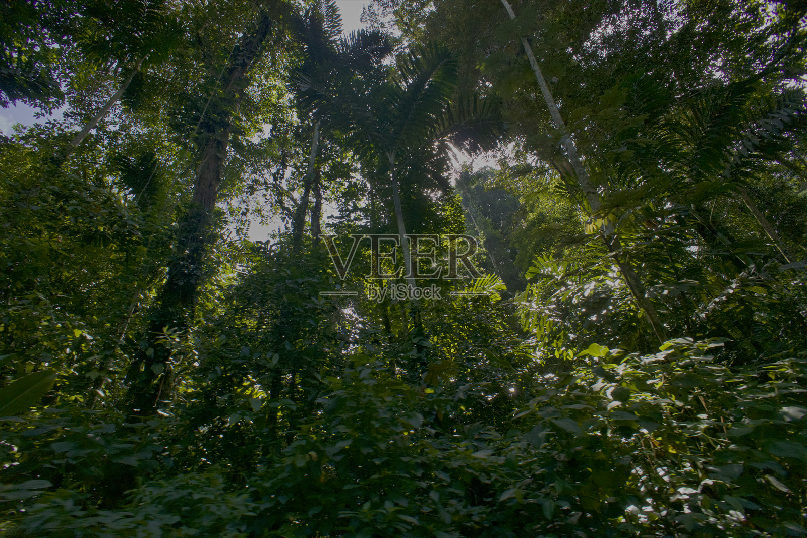 热带森林照片摄影图片