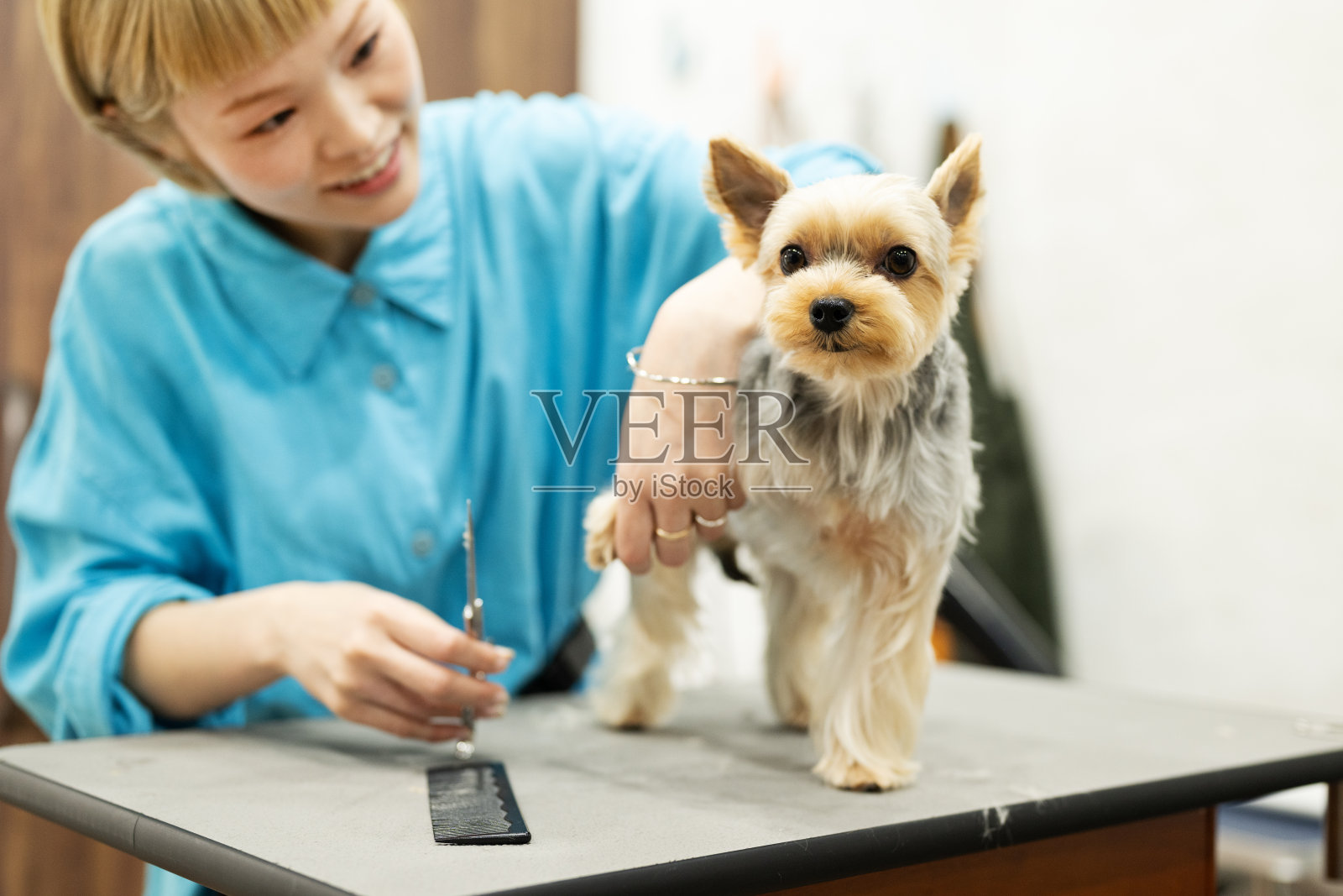约克夏犬在宠物美容店做美容照片摄影图片