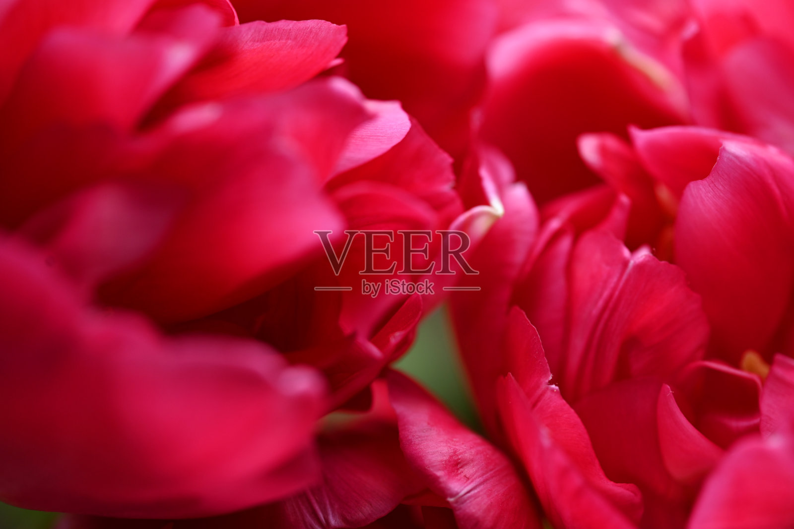 美丽的红色郁金香特写照片摄影图片