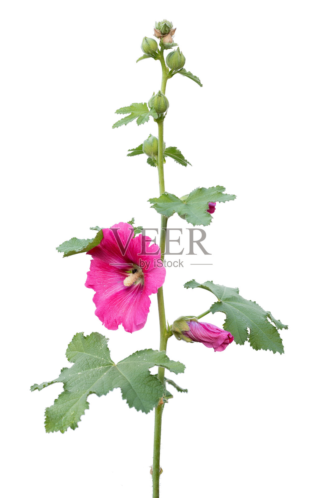 孤立的粉色锦葵花（Althaea rosea）在白色背景上照片摄影图片