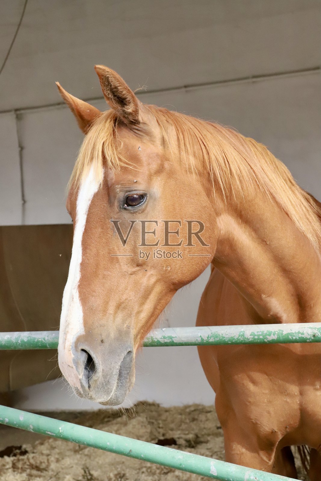 马照片摄影图片