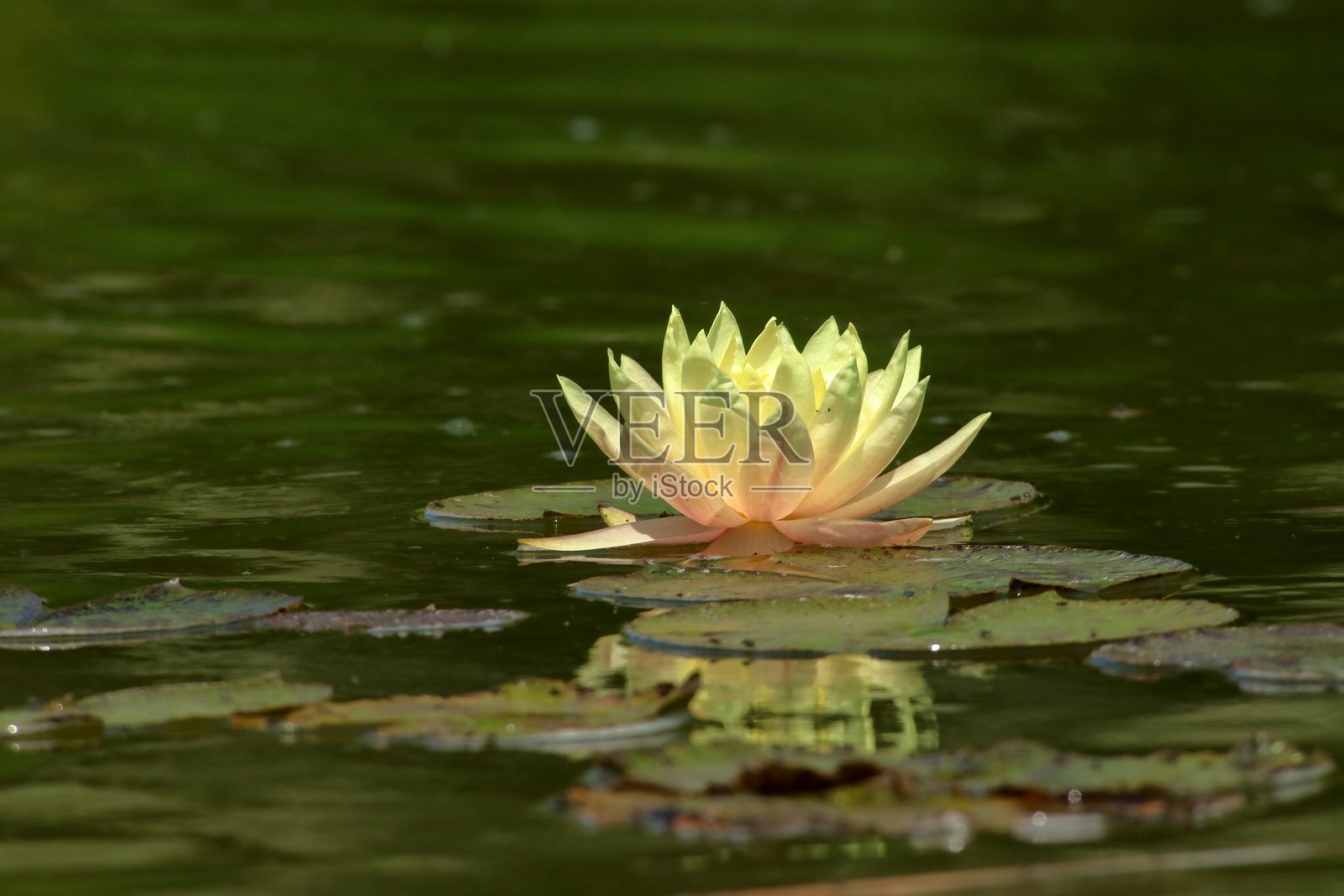 睡莲特写。照片摄影图片