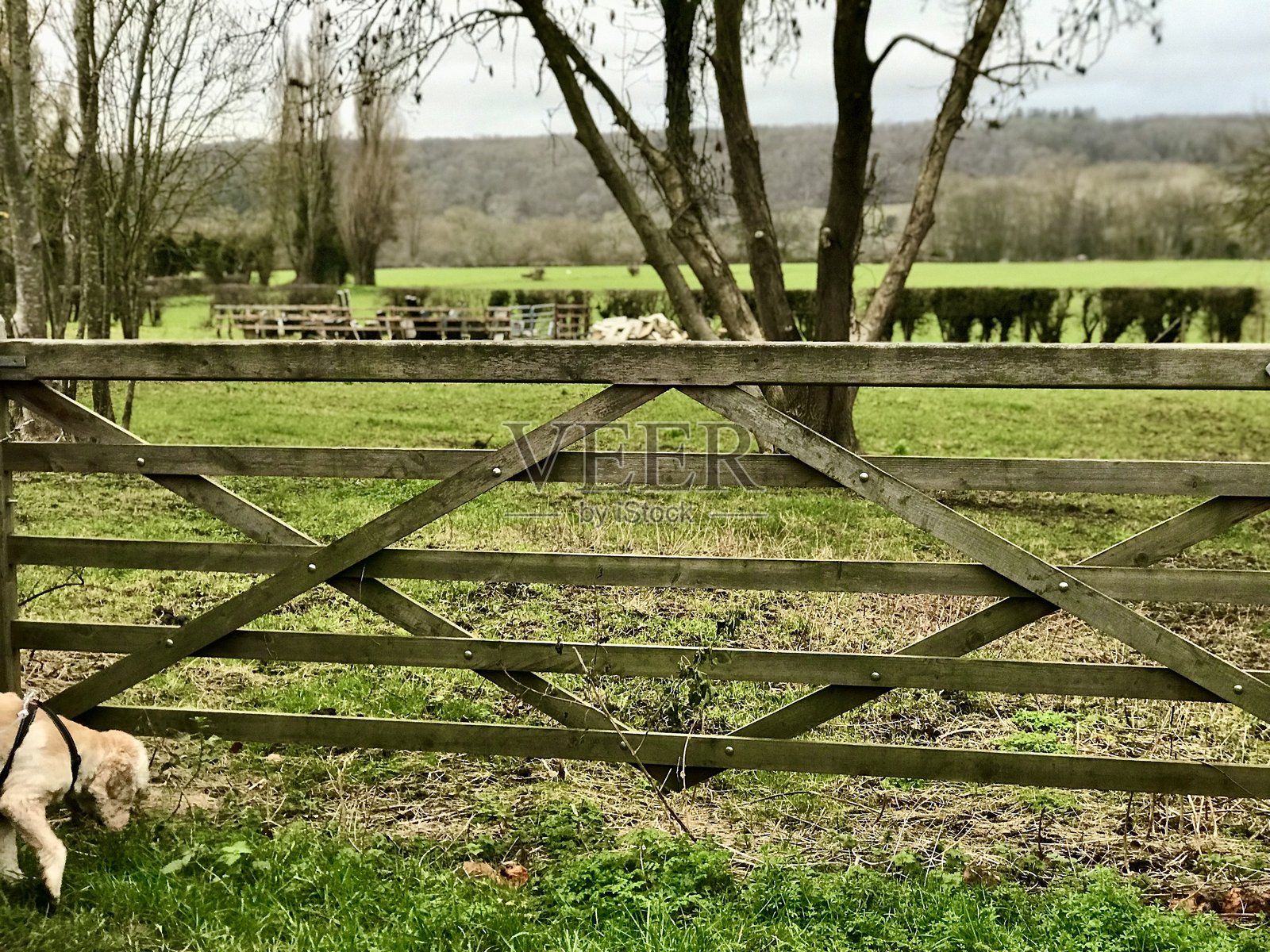 美国可卡犬在门口照片摄影图片
