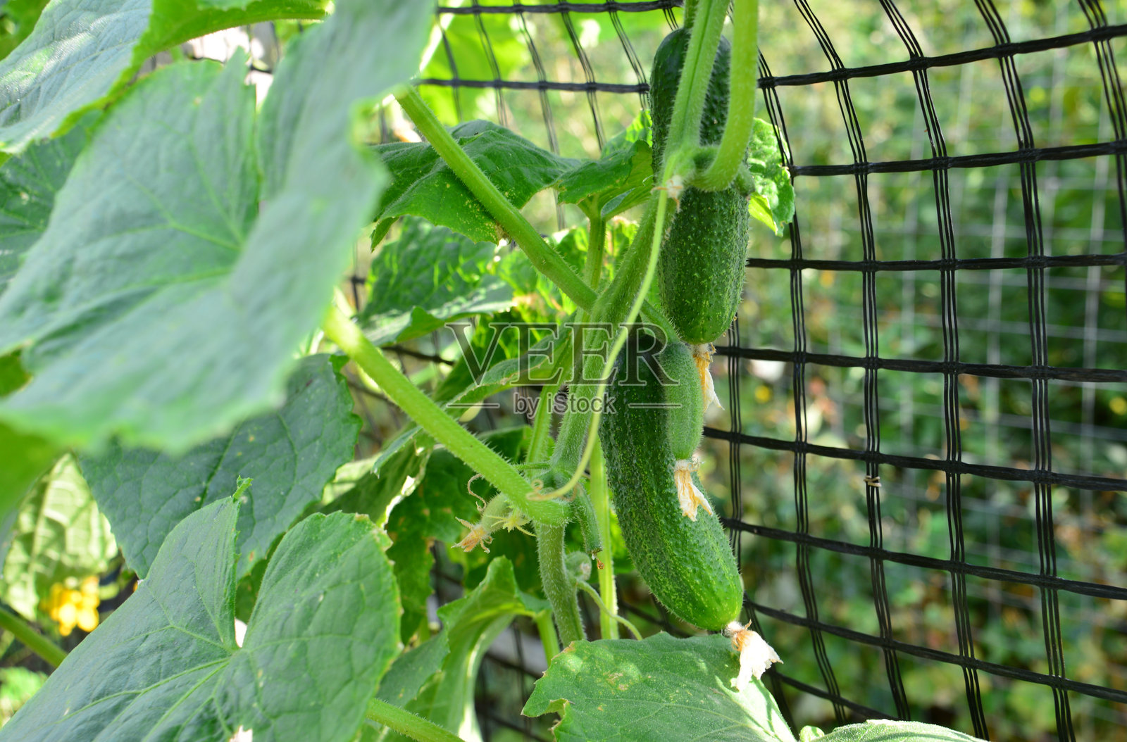 近距离拍摄的藤架上生长的黄瓜照片摄影图片