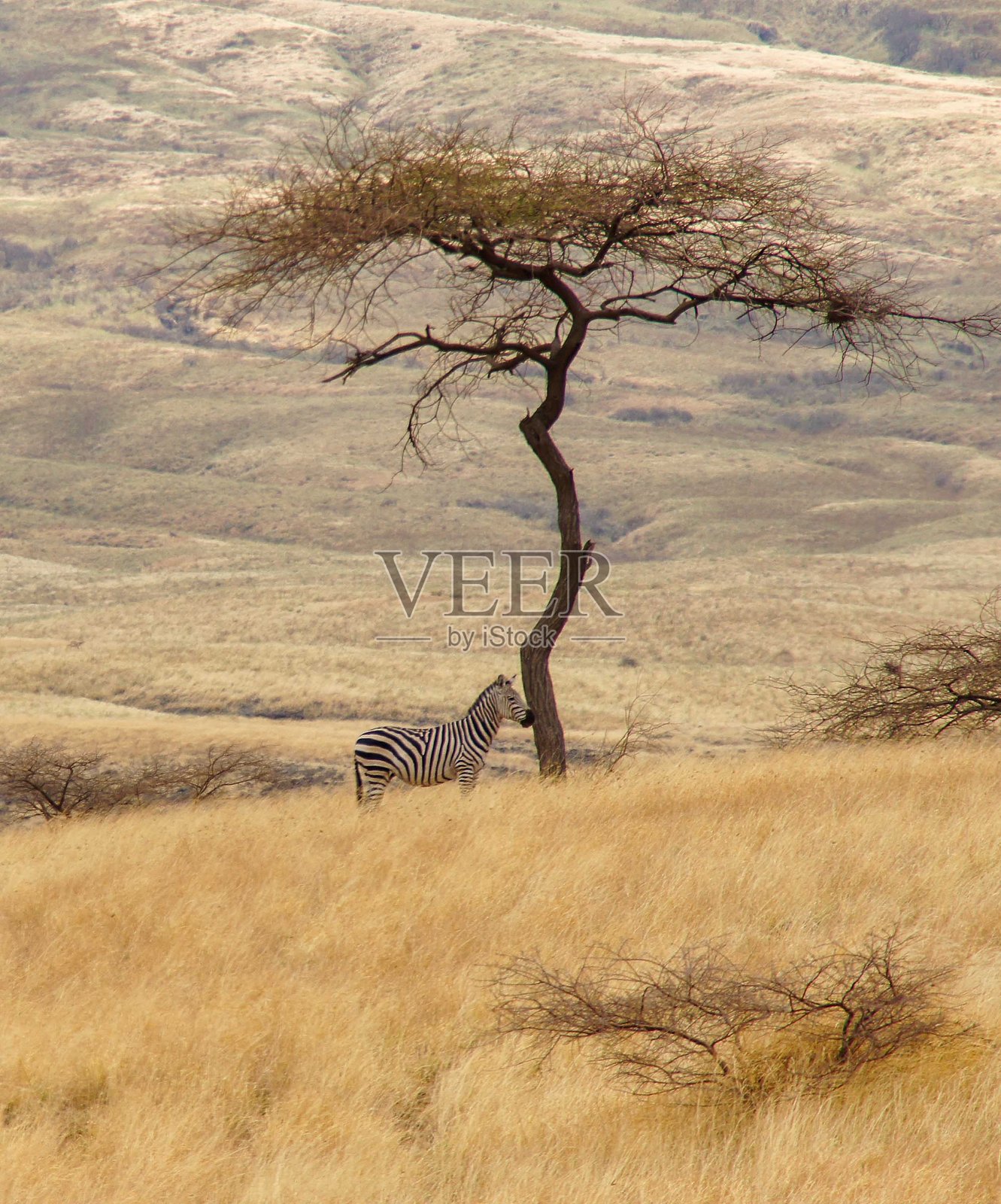 坦桑尼亚塞伦盖蒂的斑马与树木照片摄影图片