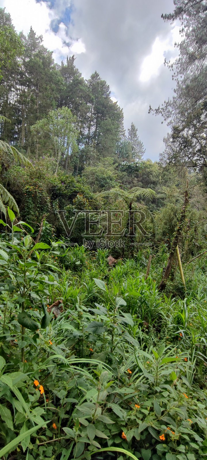 哥伦比亚野生动物自然森林漫步照片摄影图片
