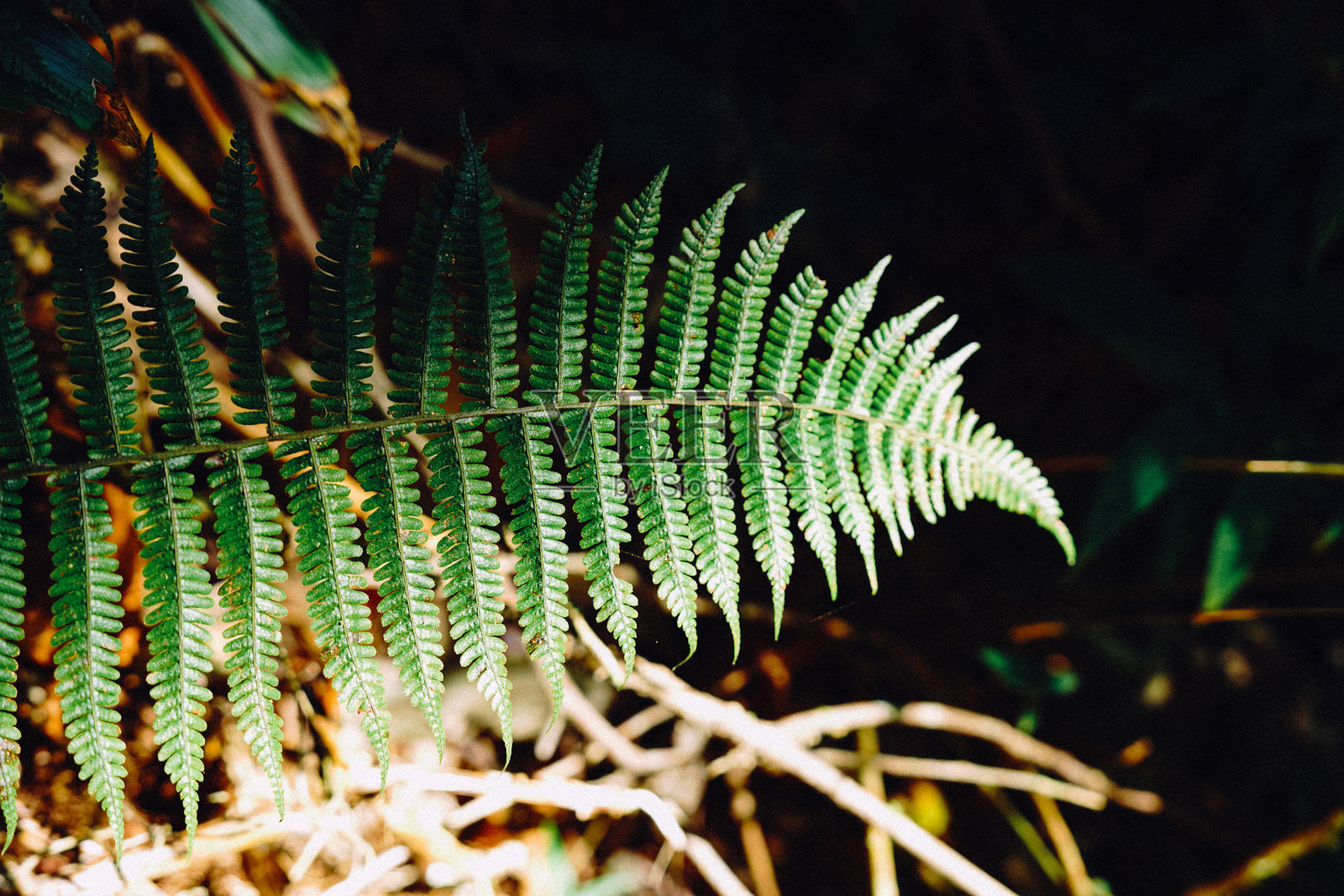 阳光下的森林中的蕨树照片摄影图片