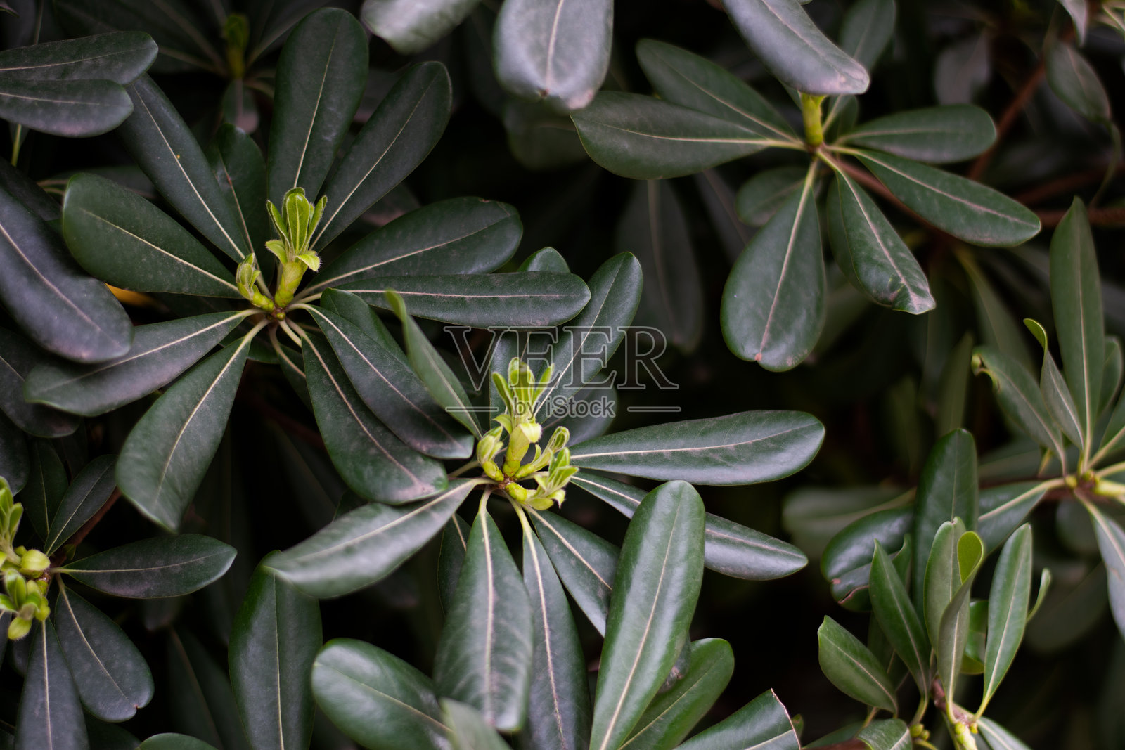 绿色叶子图案背景的全景照片摄影图片