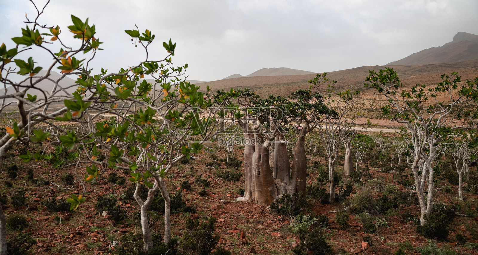 索科特拉岛独特的植物群，突出展示了特有树木和正午的干旱景观照片摄影图片