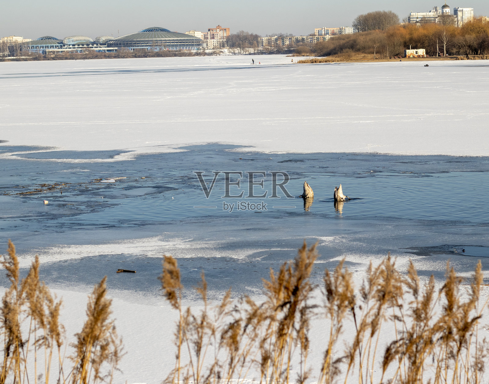 冰冻池塘上的天鹅。自然照片摄影图片