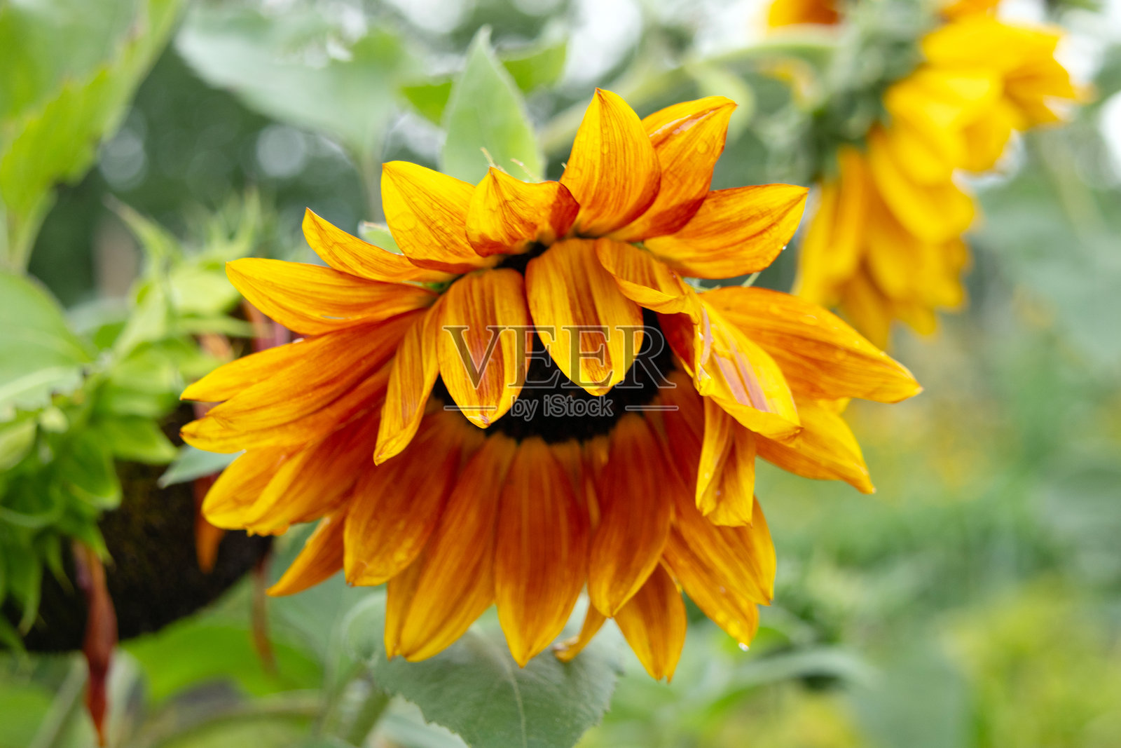 红黄双色向日葵在夏季花园中生长。照片摄影图片