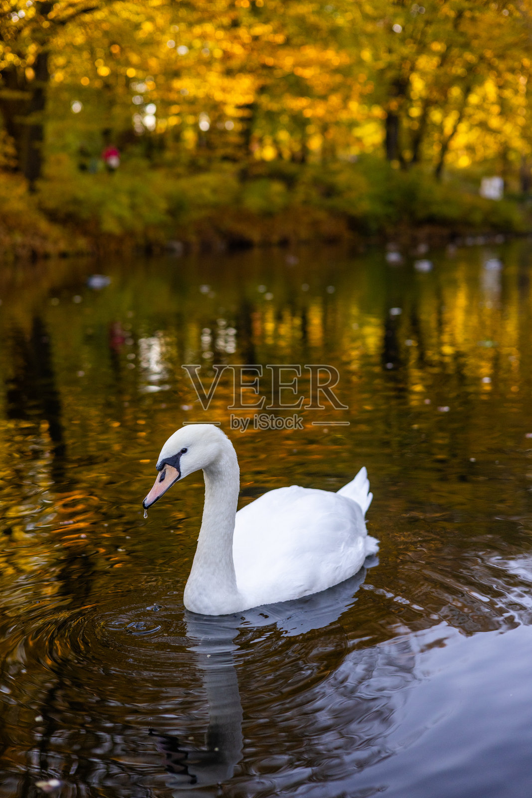 宁静的秋季场景，一只白天鹅在平静的河流中滑行。秋天的金色树叶在水面上闪烁，营造出如画般宁静的自然氛围。照片摄影图片