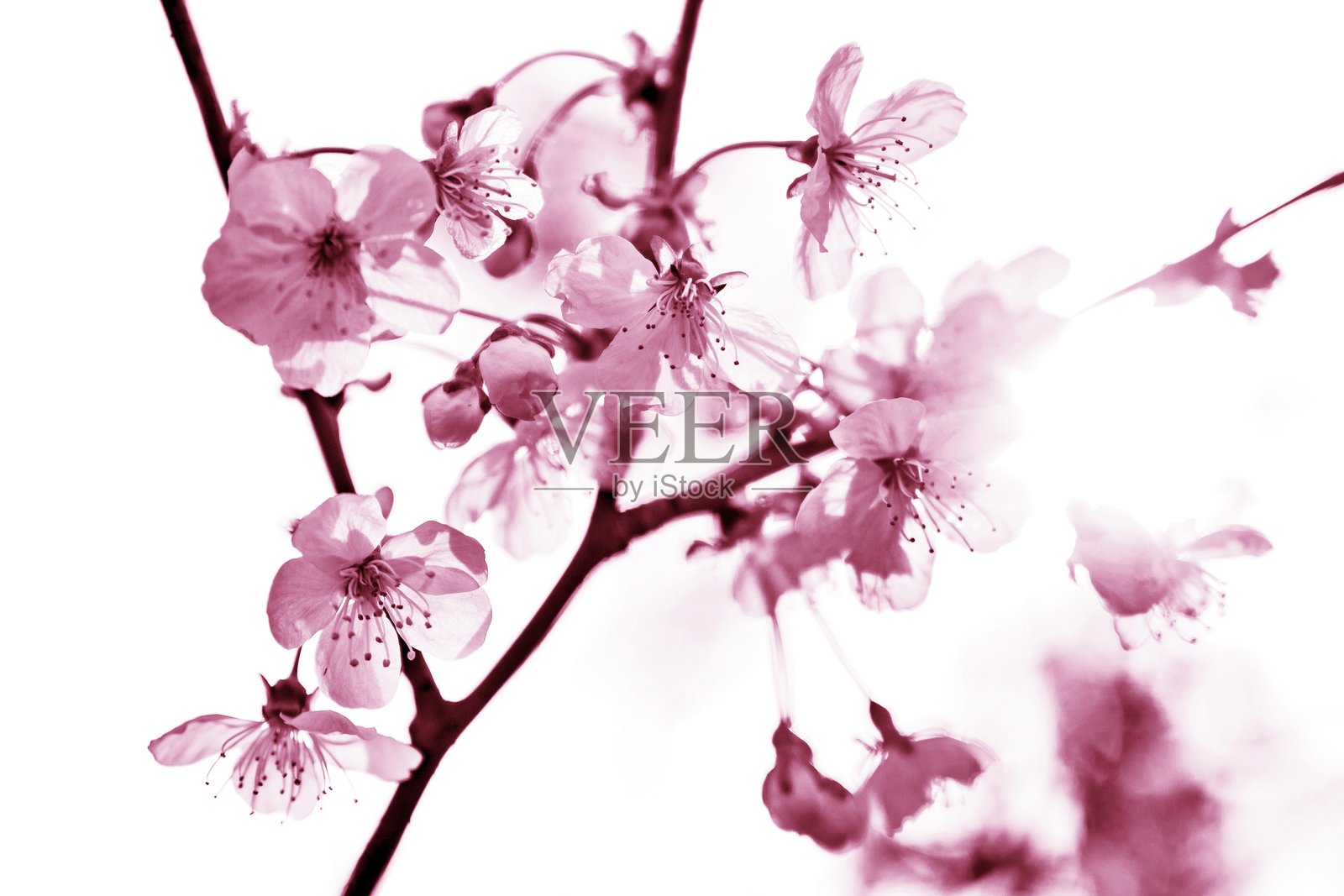 盛开的梅花。照片摄影图片