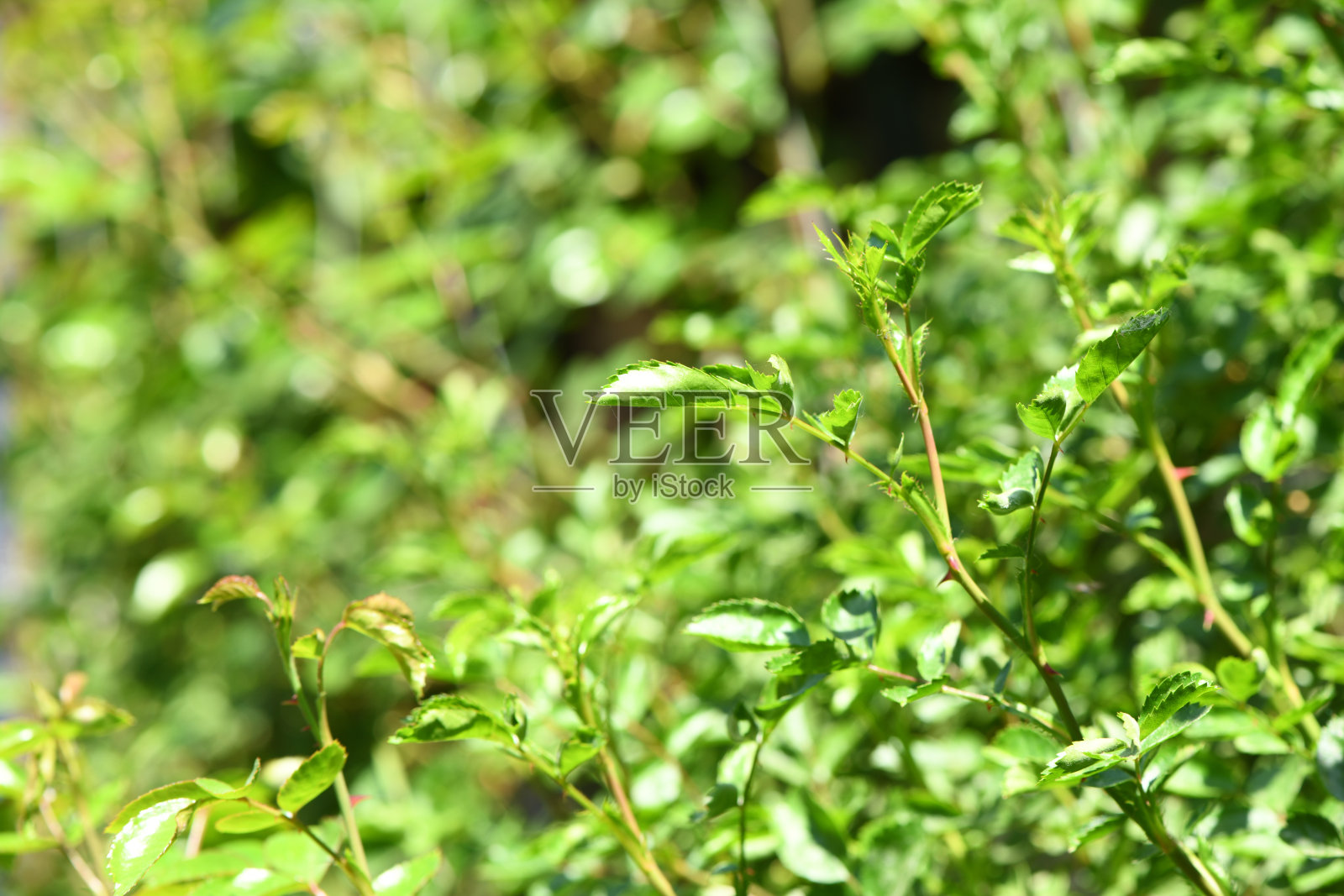 玫瑰的新芽。新鲜的玫瑰芽。照片摄影图片