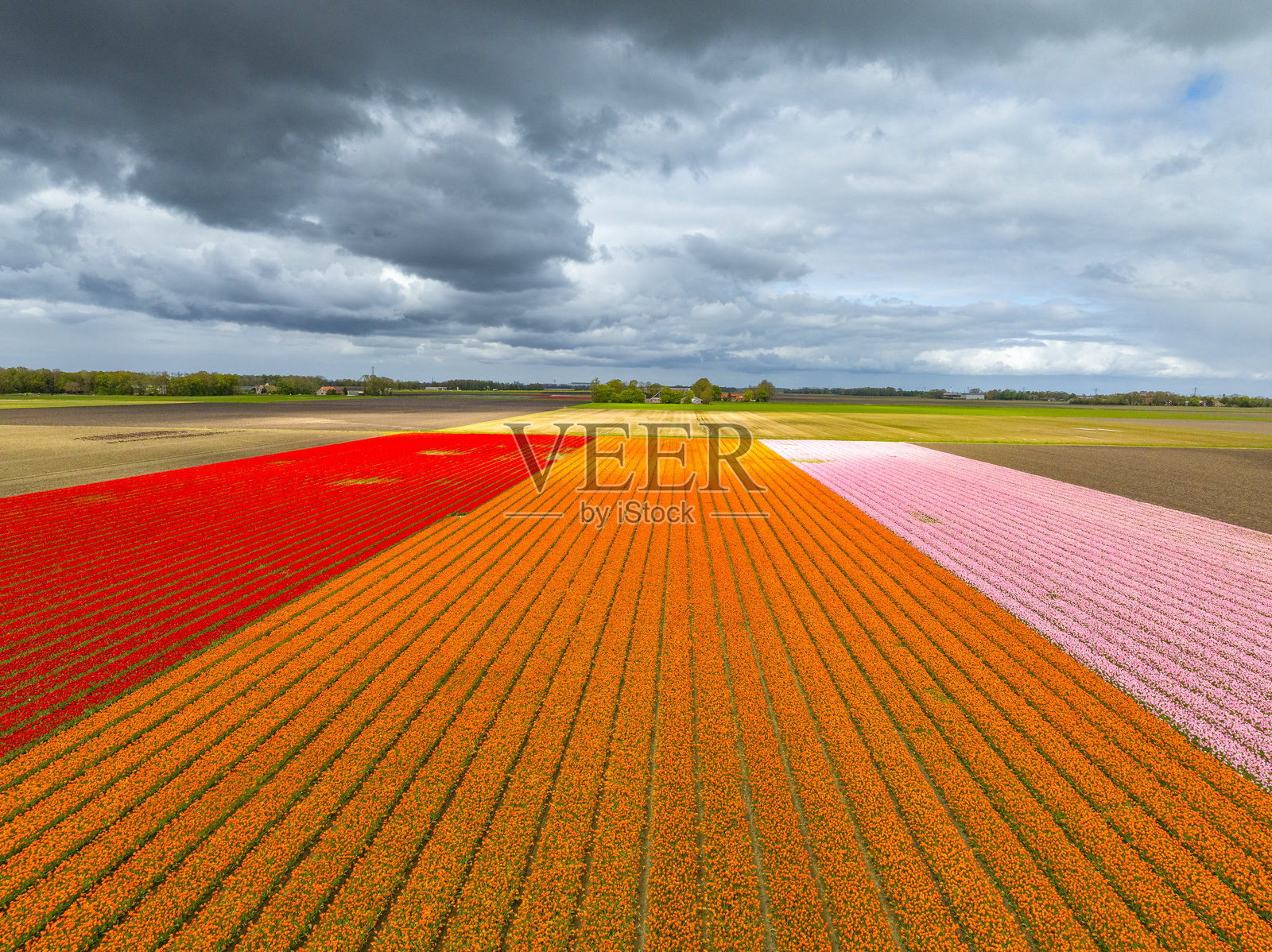 春天从高处俯瞰农业田野中盛开的郁金香照片摄影图片