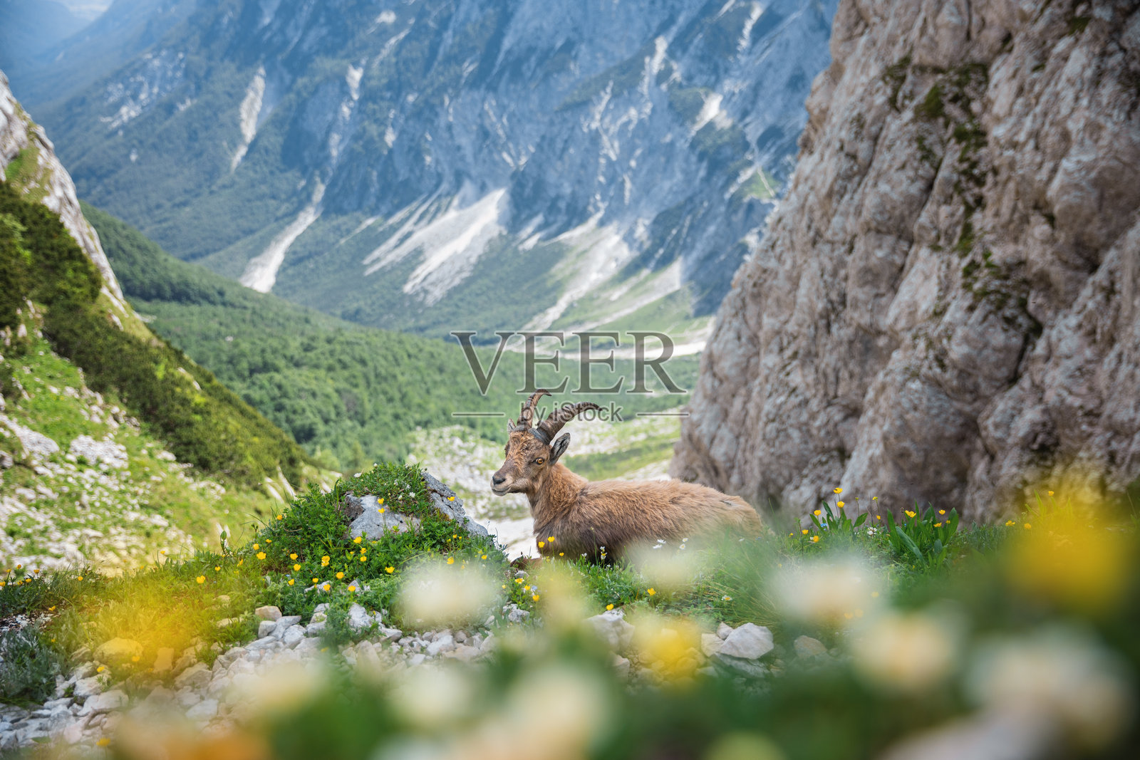 阿尔卑斯山岩羊照片摄影图片