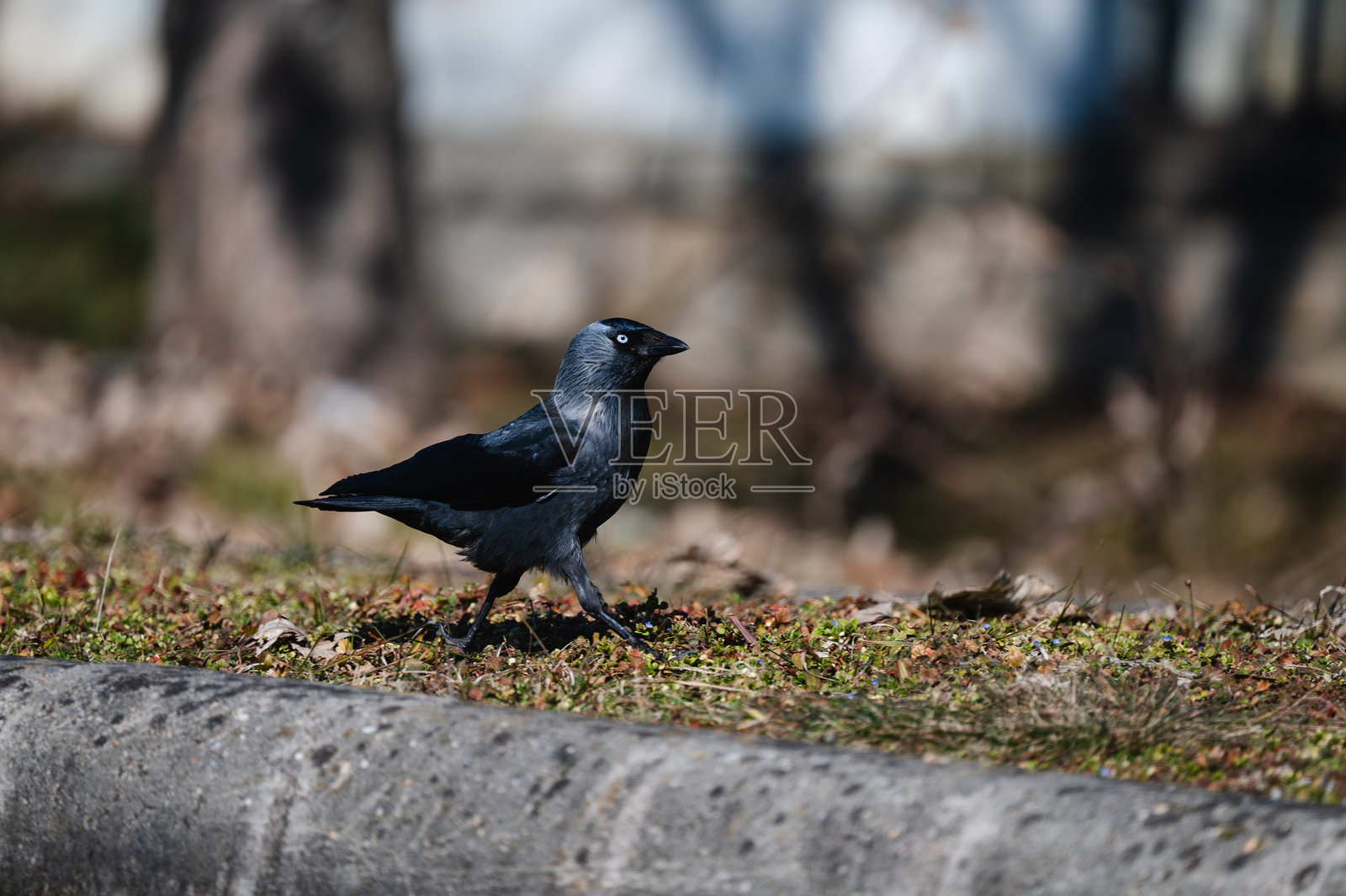 在城市环境中站在路缘上的寒鸦照片摄影图片