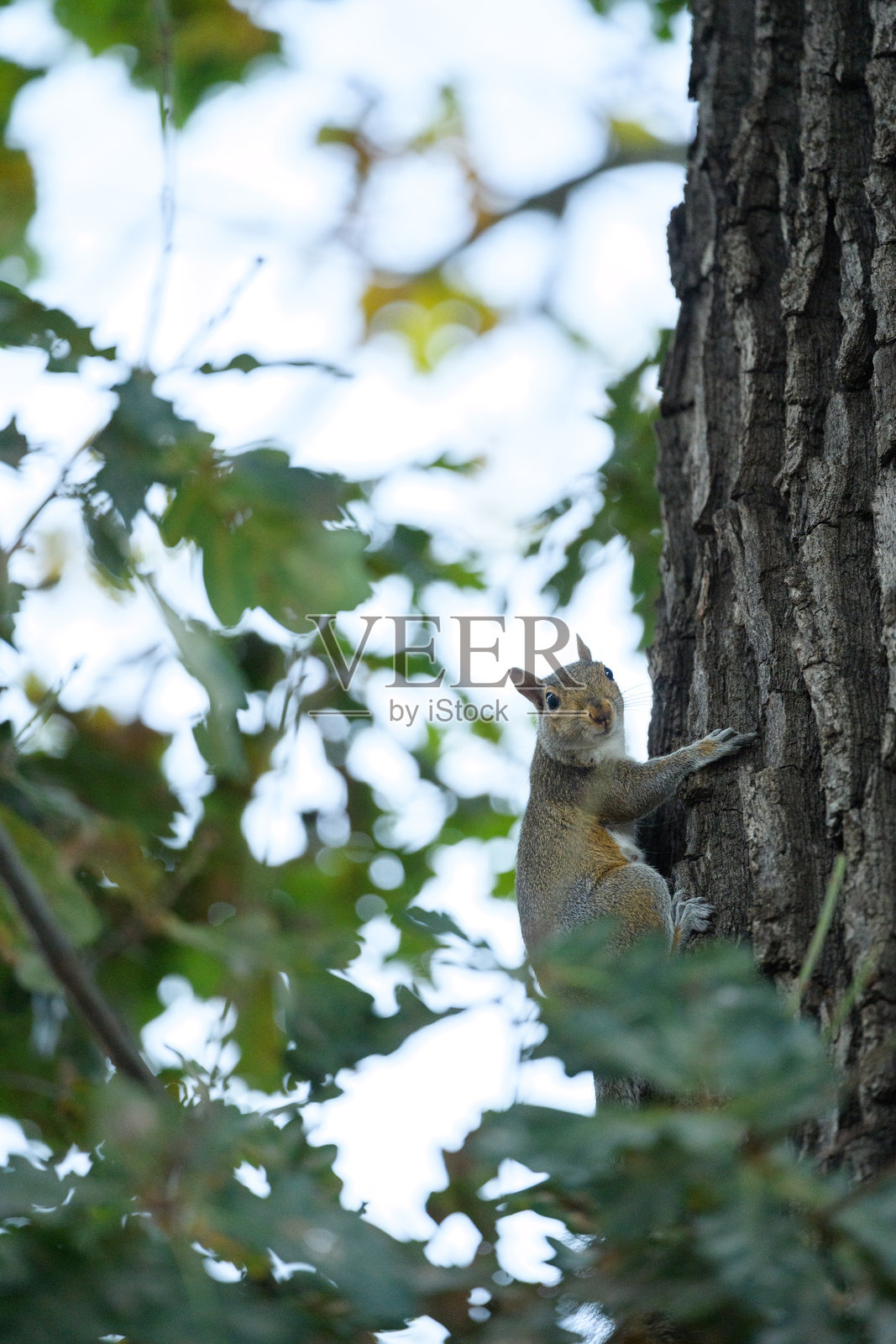 好奇的松鼠在绿色森林环境中爬树皮，正看着镜头。照片摄影图片
