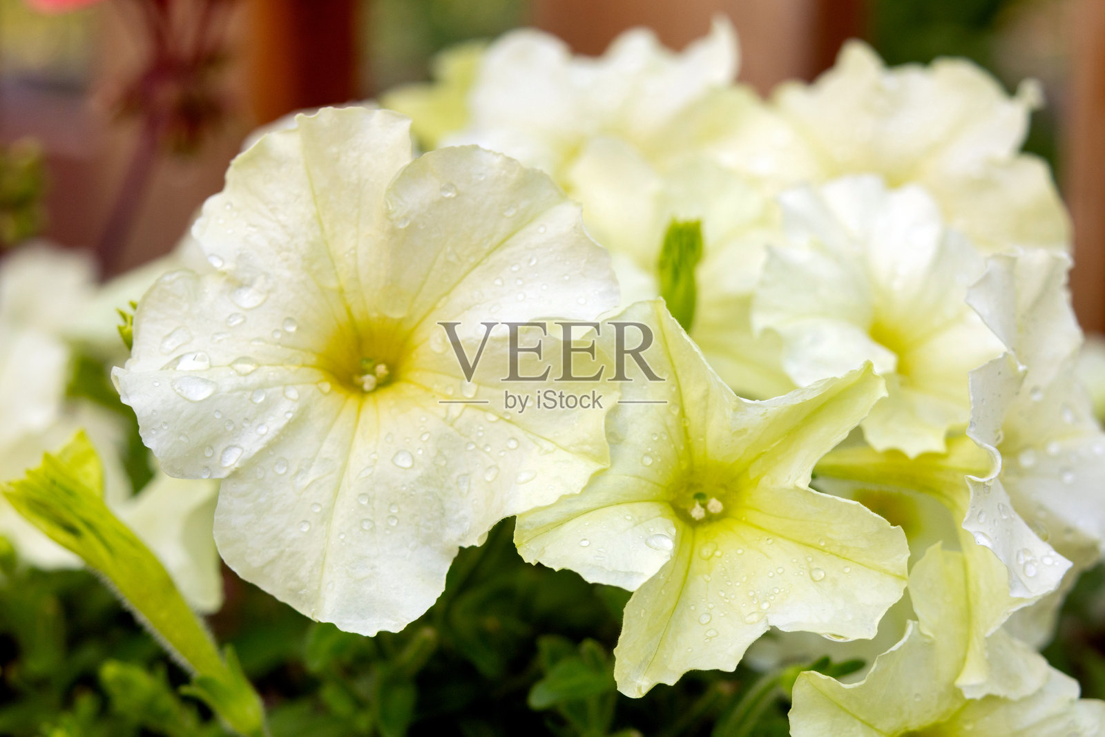 一丛黄色奶油色的矮牵牛花在夏季花园中盛开。照片摄影图片