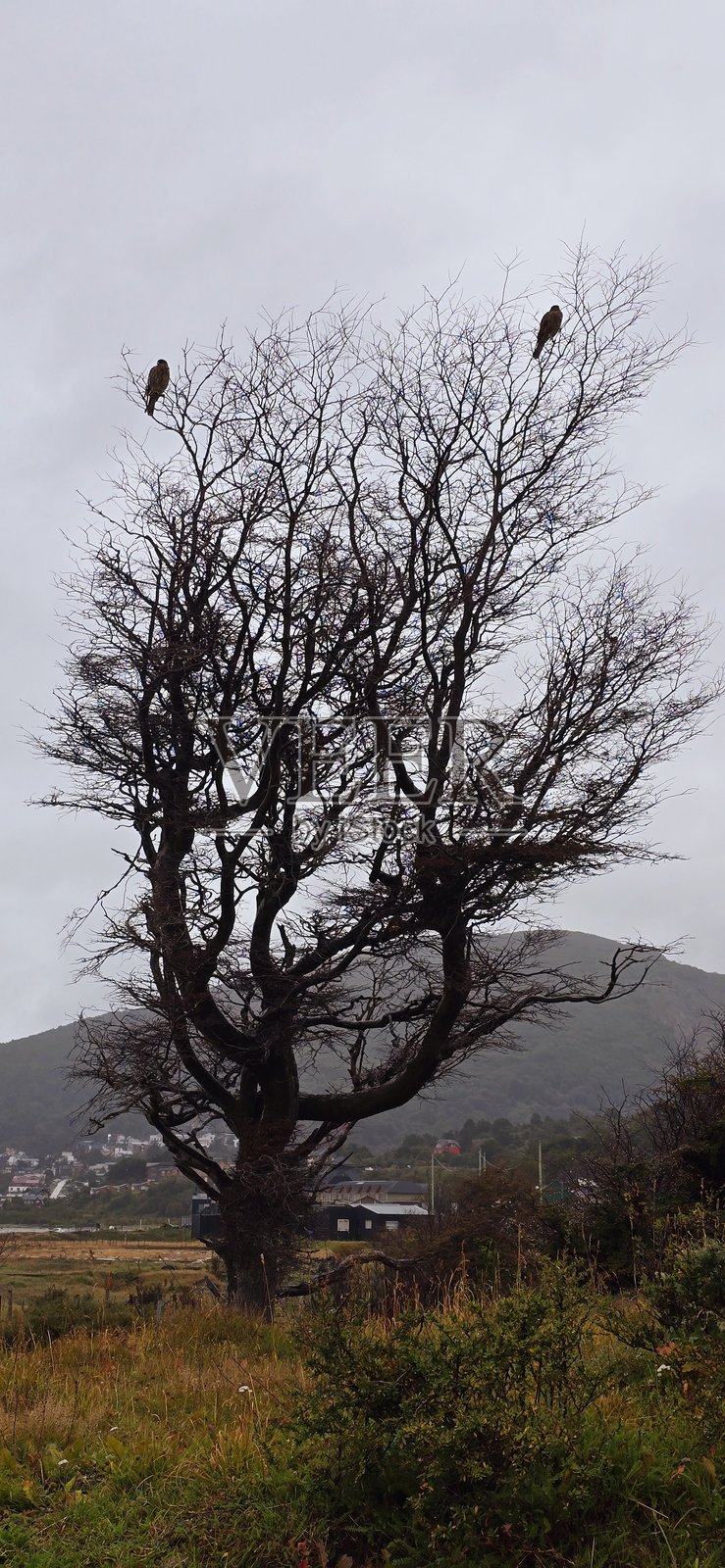 树木的照片照片摄影图片