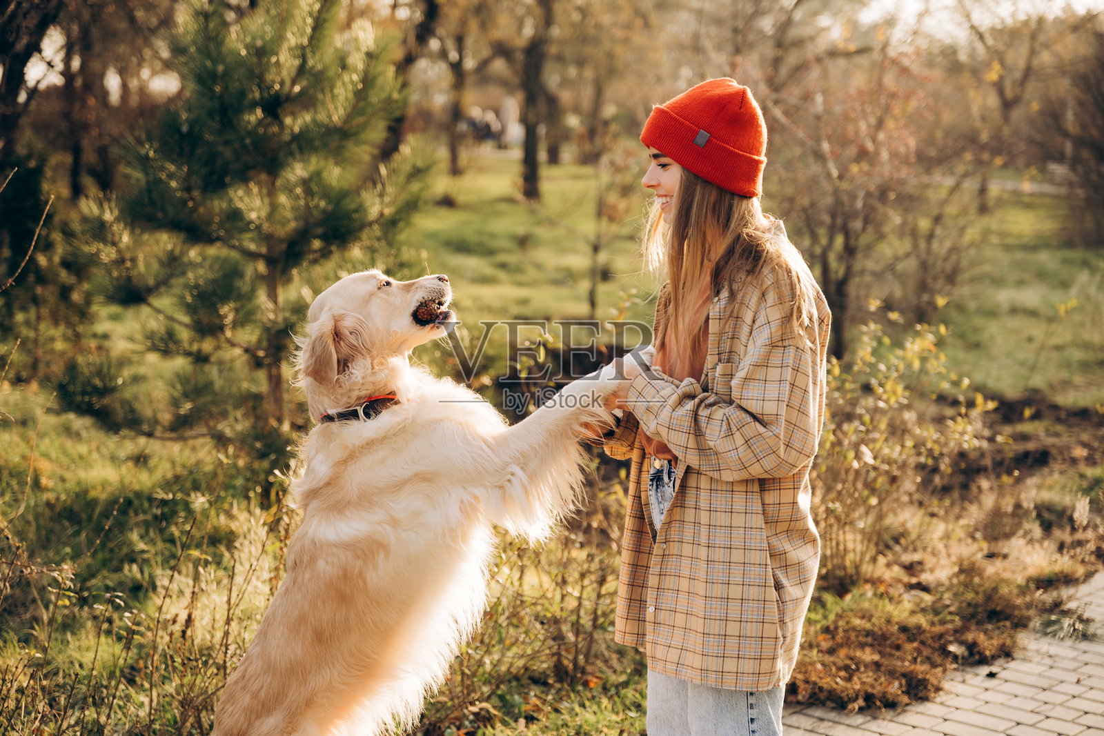 金毛寻回犬在日落时分向公园里的女人伸出爪子照片摄影图片