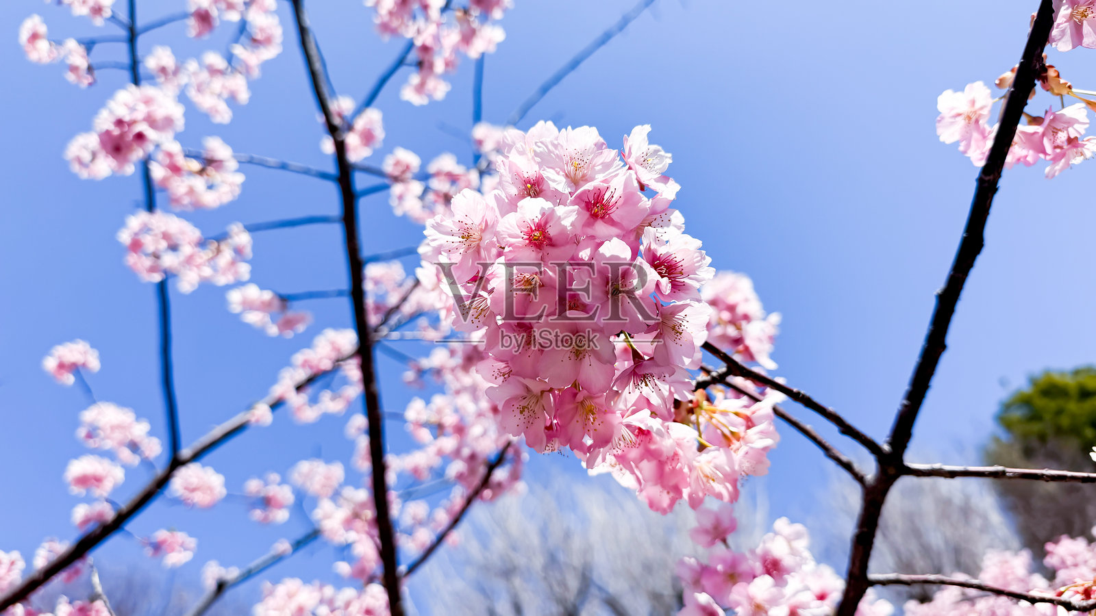 东京的美丽景色照片摄影图片