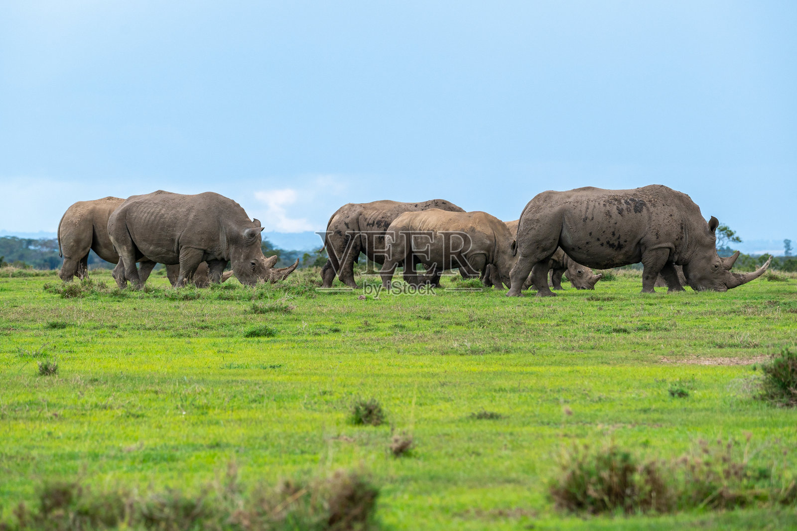 南方白犀牛群照片摄影图片