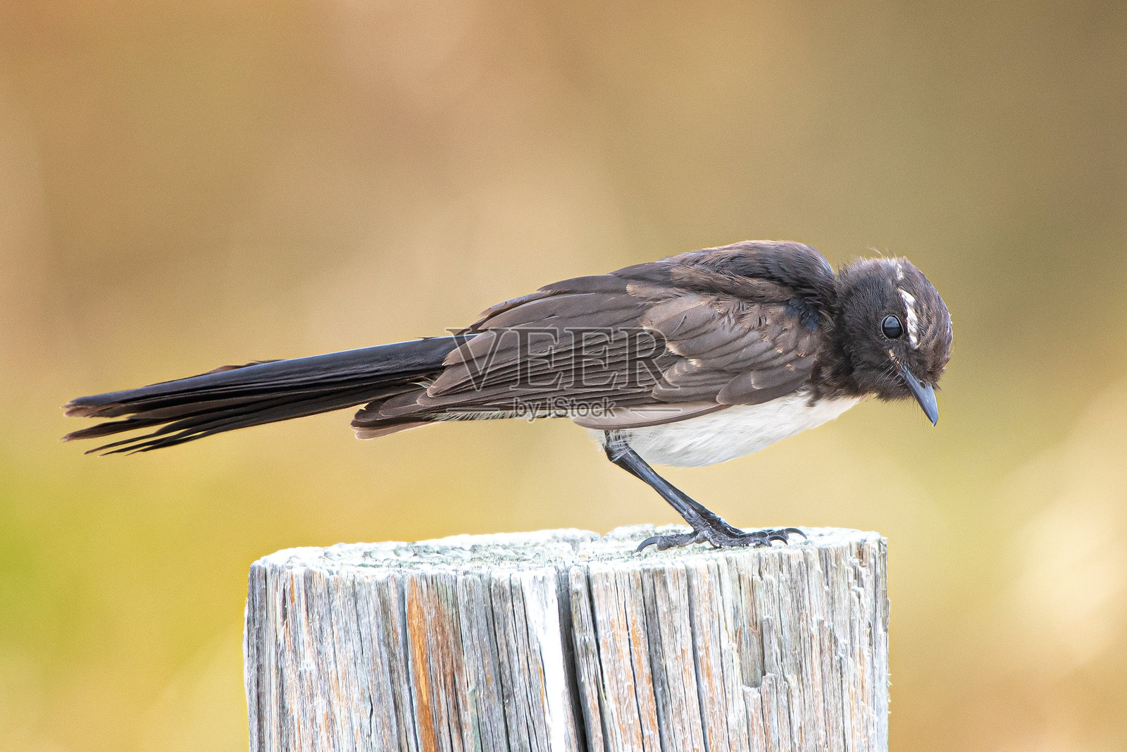 在栅栏杆上的摇尾巴鸟照片摄影图片