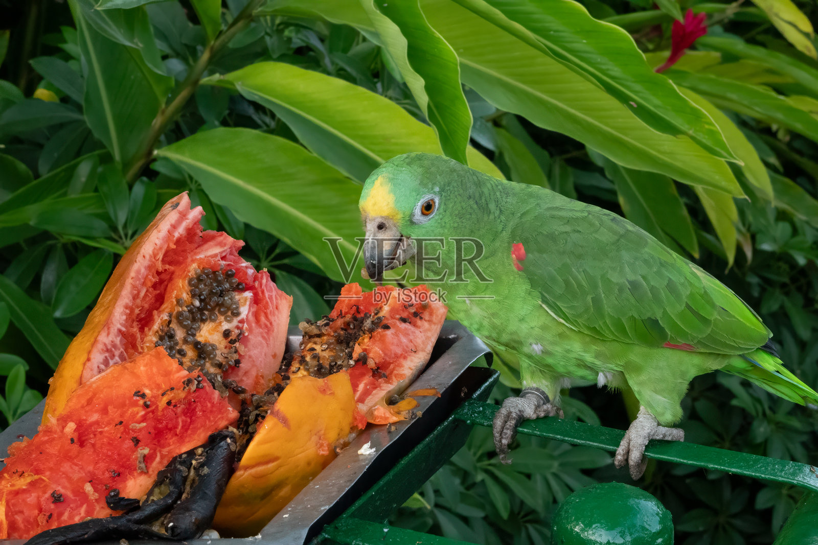 黄冠亚马逊鹦鹉（Amazona ochrocephala）在哥伦比亚卡塔赫纳的雨林保护区里吃木瓜照片摄影图片