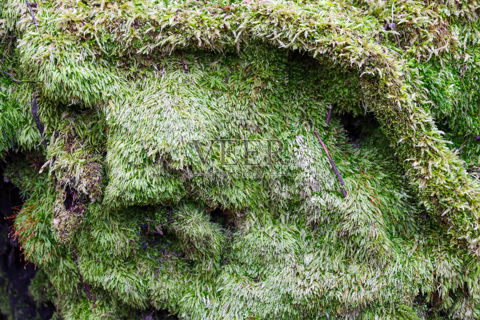 特写照片展示了一层浓密的苔藓生长在表面上。苔藓呈现出鲜艳的绿色，形成了蓬松的纹理表面。照片摄影图片