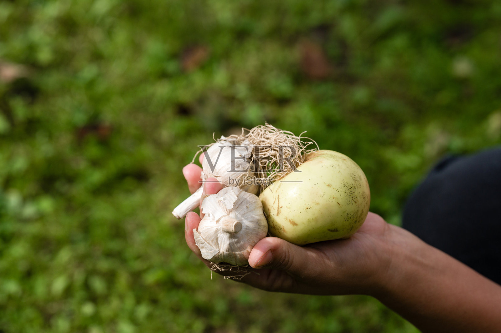 手握大蒜头和绿色水果，背景是草地。照片摄影图片