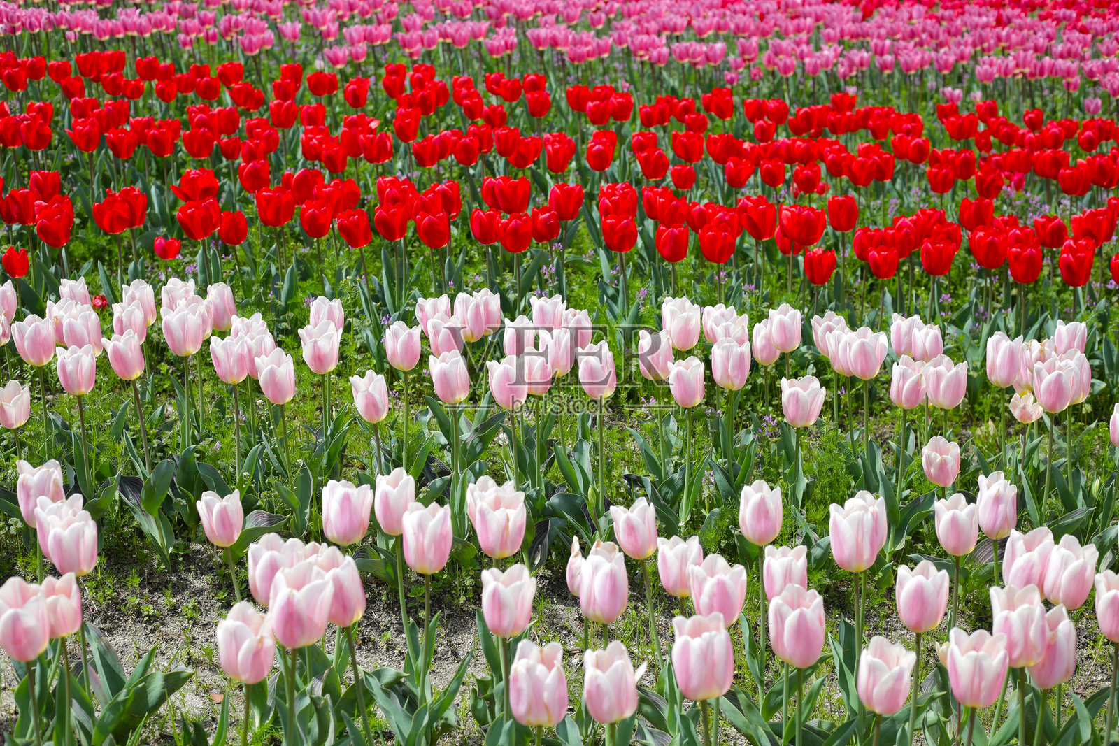 美丽的郁金香花园。日本大阪万博纪念公园照片摄影图片