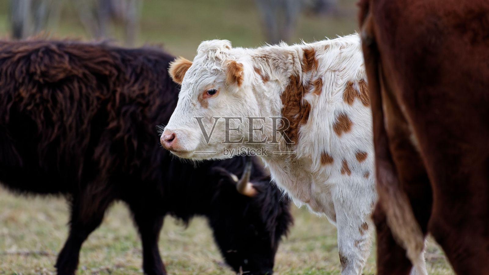 在田野中吃草的斑点奶牛。照片摄影图片