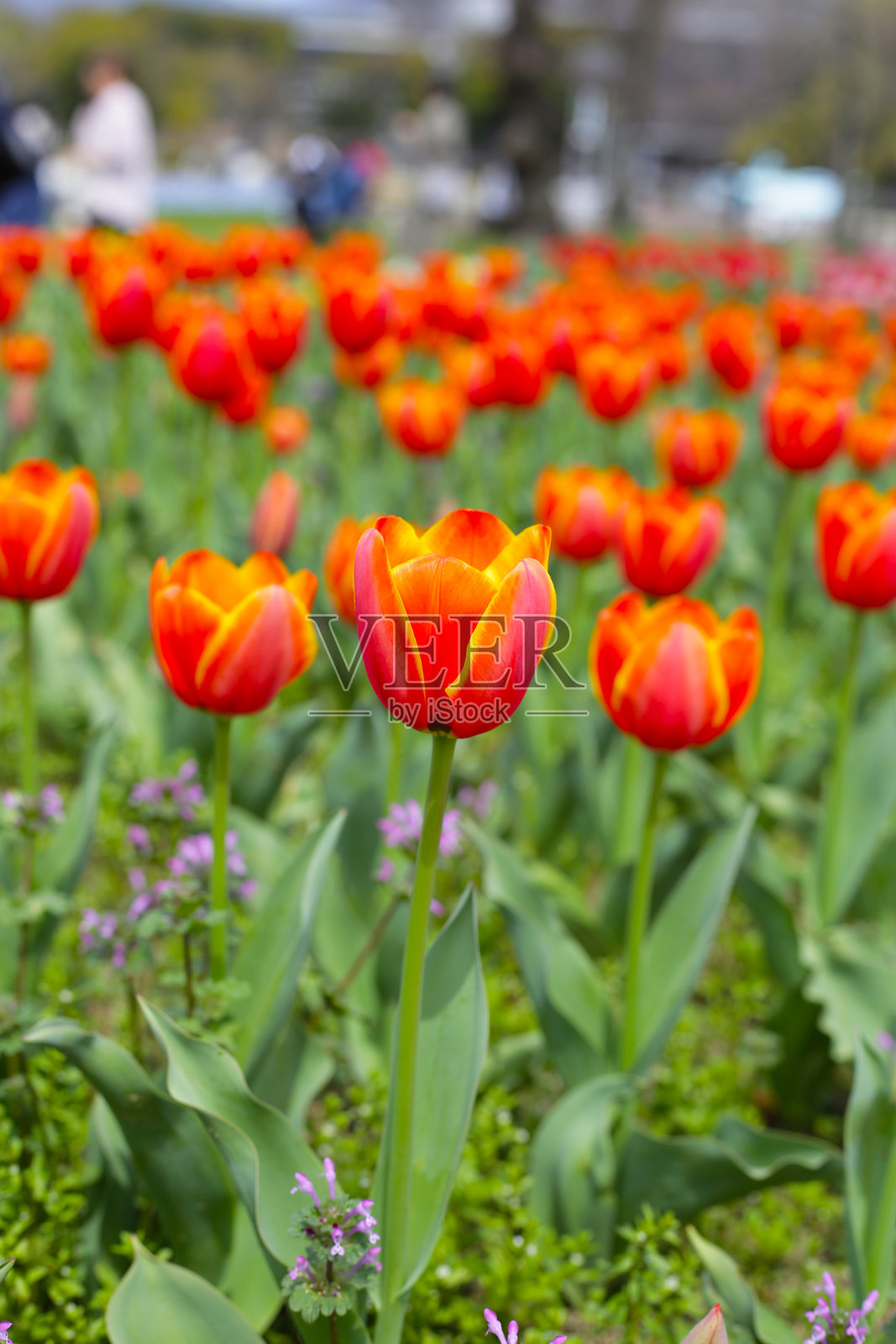 美丽的郁金香花园。日本大阪万博纪念公园照片摄影图片